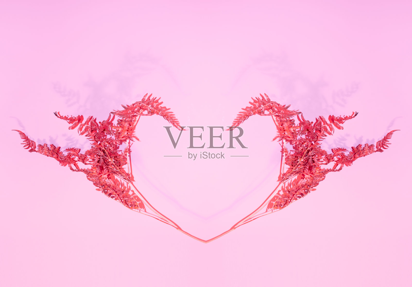 干红的蕨枝如燃烧的心状飞在粉红色的墙上，空白的复制文字空间。时尚小故障蒸汽波风格的爱情，情人节。照片摄影图片