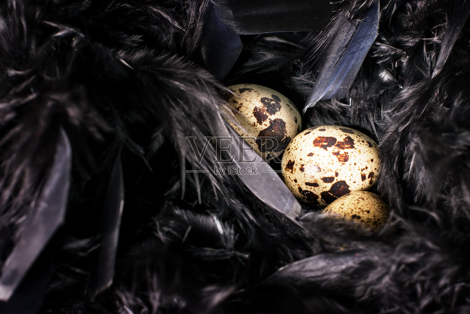 复活节鹌鹑蛋上抽象的黑色纹理。黑色羽毛背景，暗模，艺术现代装饰。照片摄影图片