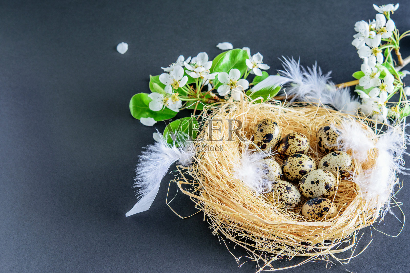 复活节斑点鹌鹑蛋在巢与开花的树枝果树和白色羽毛在黑色的背景。春天来了，复活节快乐。照片摄影图片