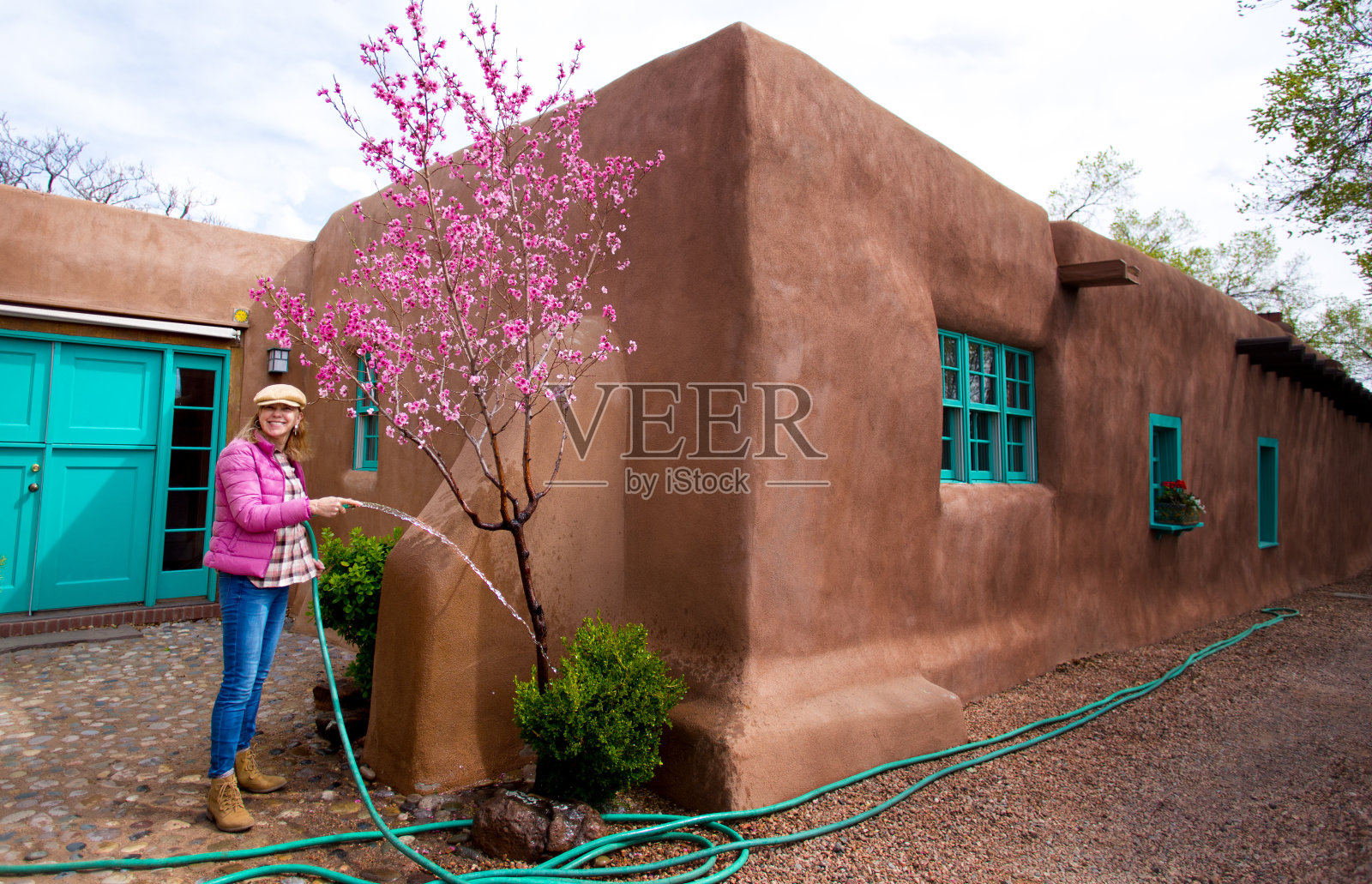 春天园艺:女人浇灌开花的果树照片摄影图片