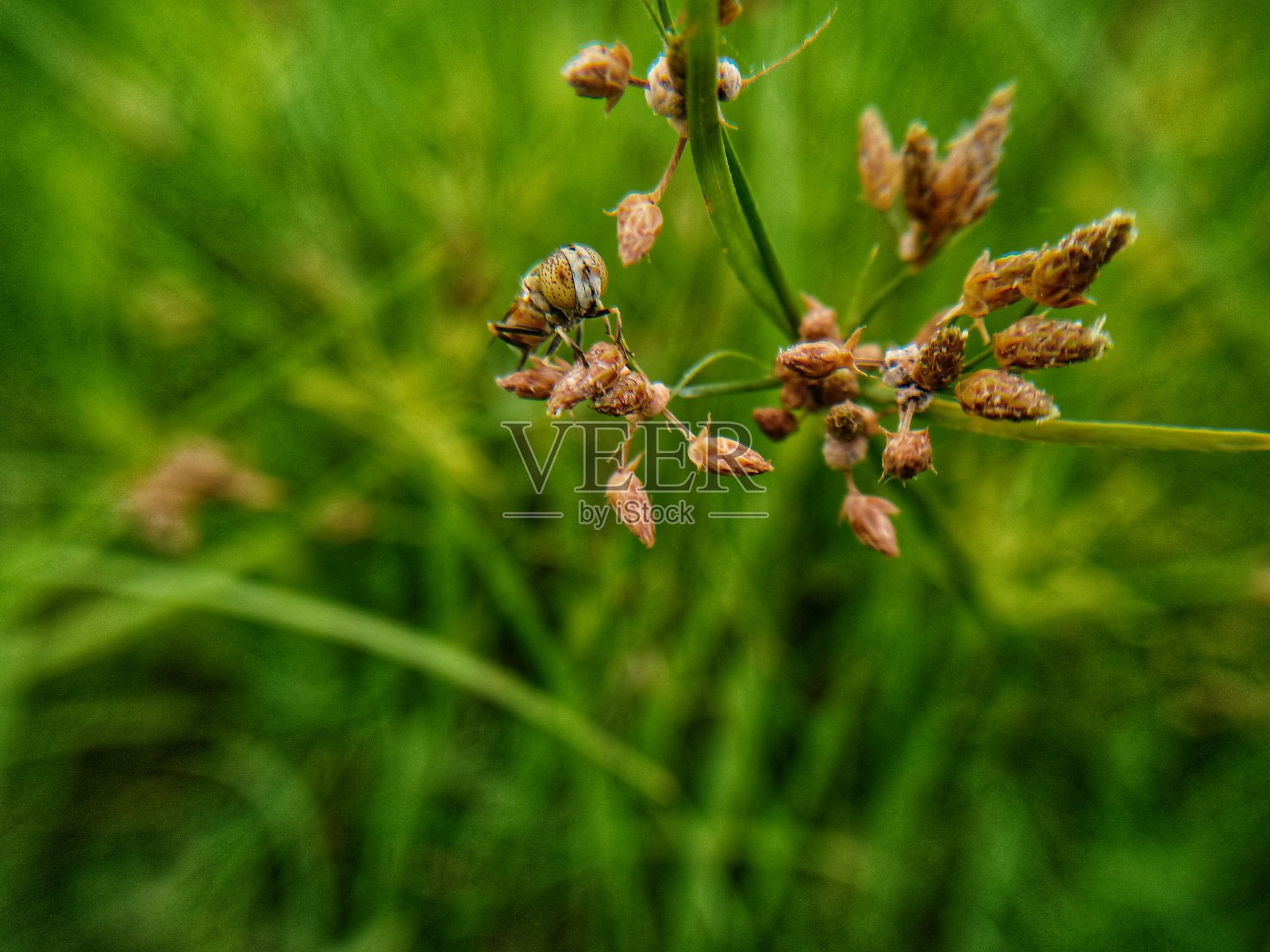 一只小昆虫栖息在一根草茎上的微距照片照片摄影图片