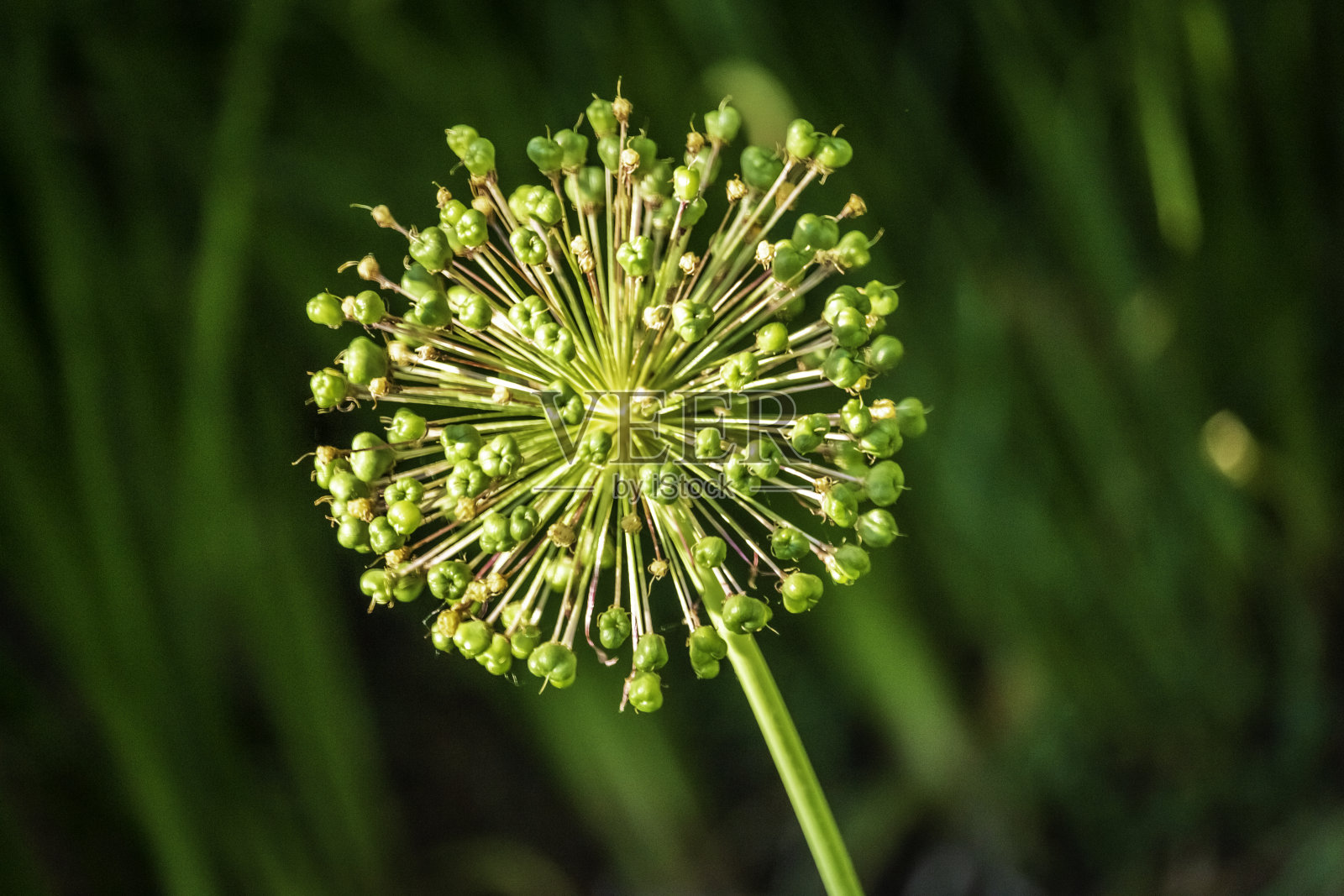 球头状花序照片摄影图片