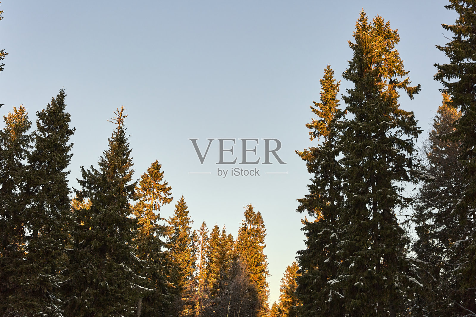 树梢松树林照片摄影图片