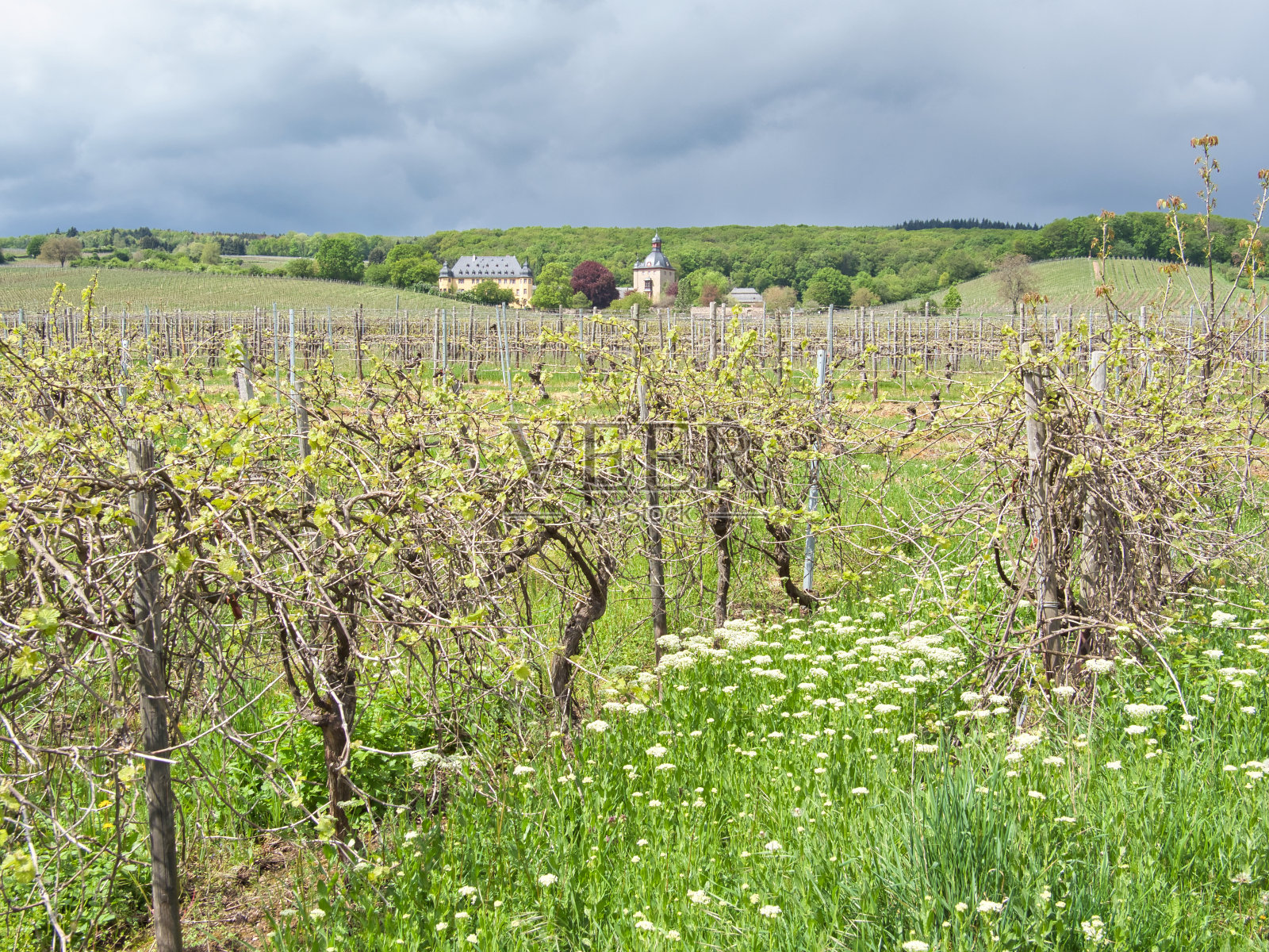 欧斯特里克-温克尔郊外的葡萄园，远处是伏尔拉城堡照片摄影图片