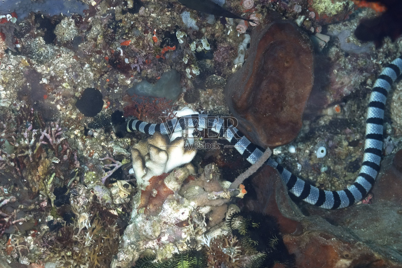 珊瑚礁里的海蛇照片摄影图片