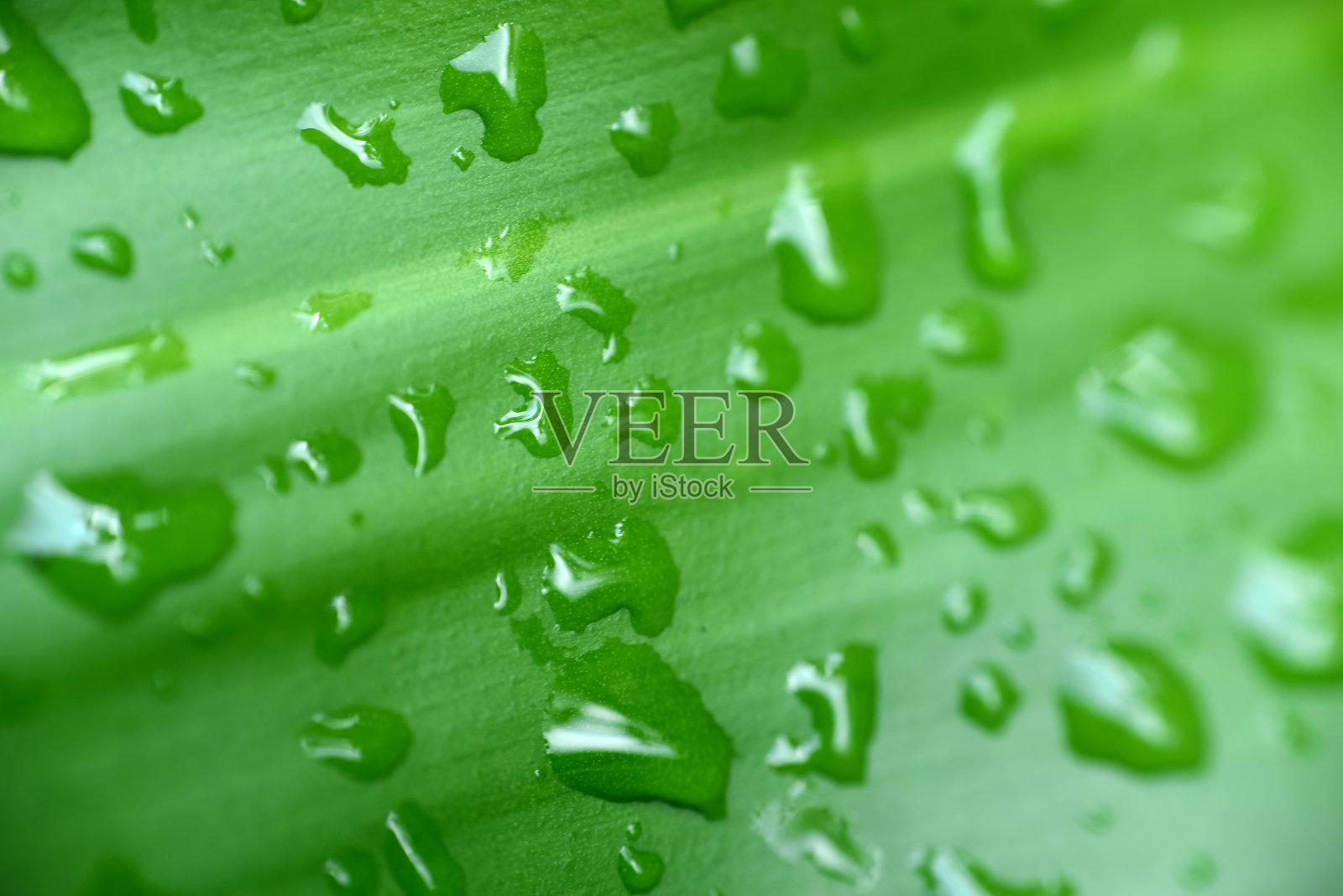 水滴在叶片上的微距文字。高清图像和大分辨率。可以用作墙纸吗照片摄影图片