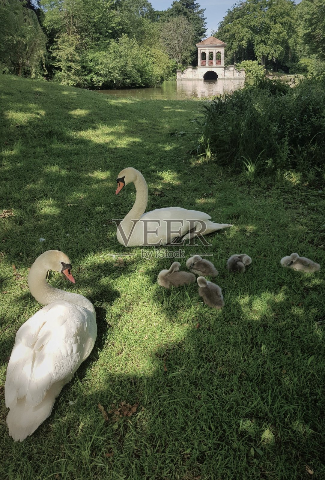 公园里的哑巴天鹅一家照片摄影图片