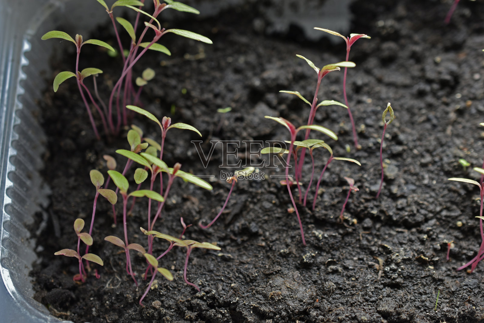 小花和幼苗在地上生根发芽照片摄影图片