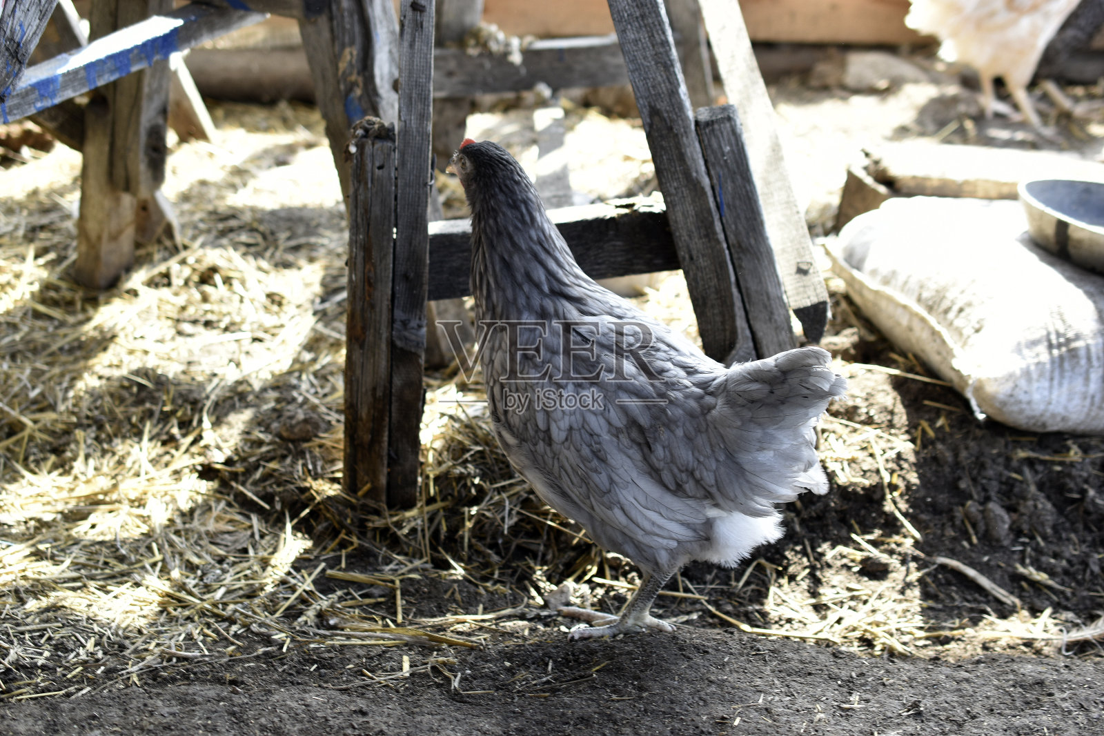 农场里自制的漂亮小鸡照片摄影图片