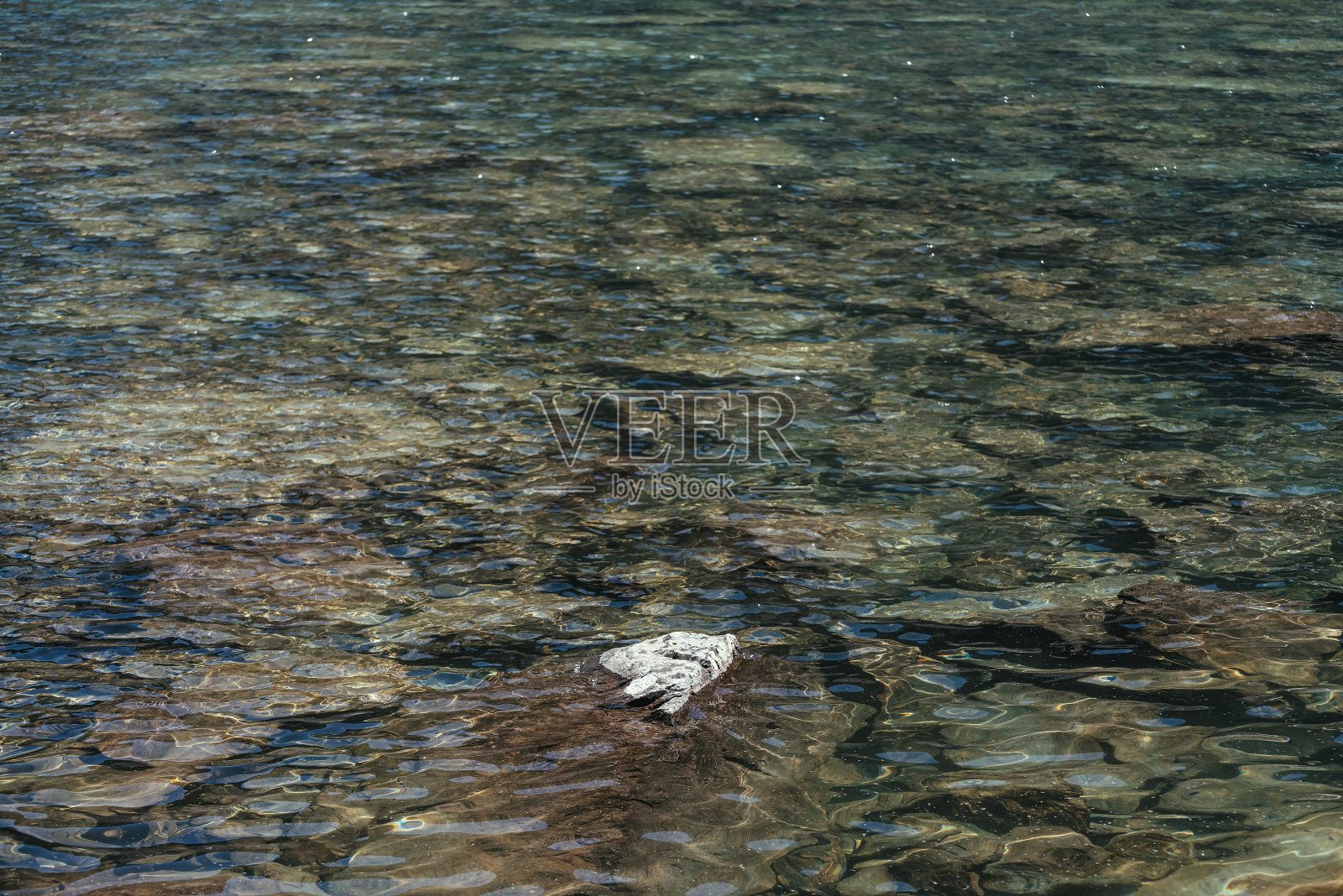 美丽的自然背景与石在清澈的山湖。风景自然背景的涟漪在绿色的冰川湖的水面。最小的冰川湖碎片与石头。照片摄影图片