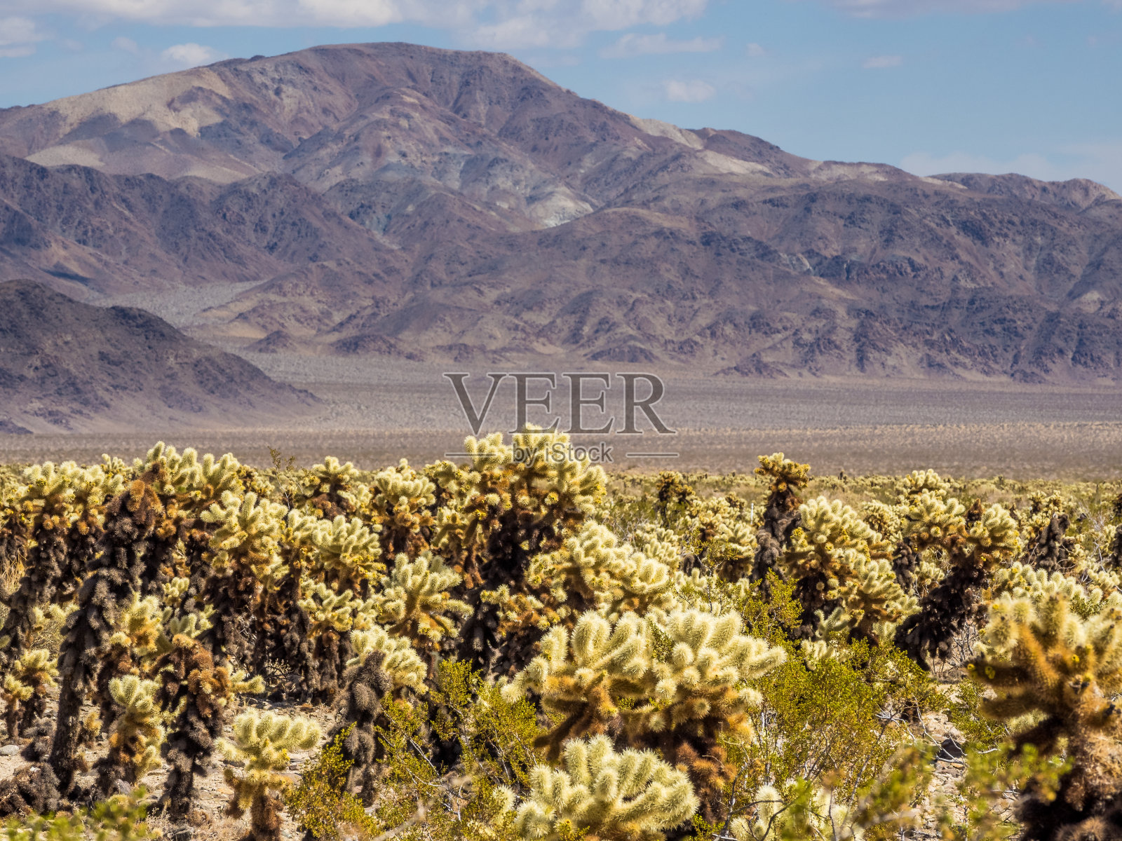 乔舒亚树国家公园乔舒亚仙人掌园的仙人掌照片摄影图片