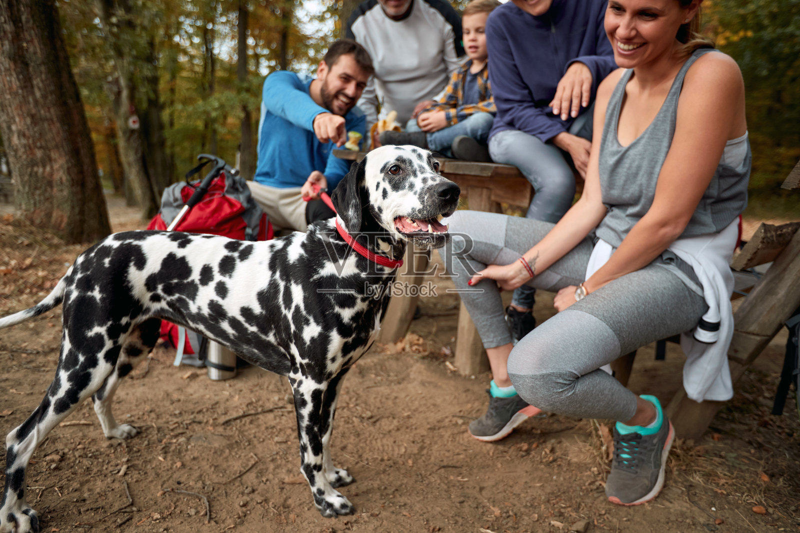 狗喜欢在森林与主人照片摄影图片