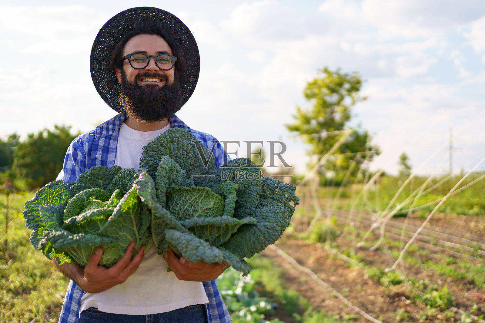 在绿色的田野里收获卷曲的卷心菜照片摄影图片
