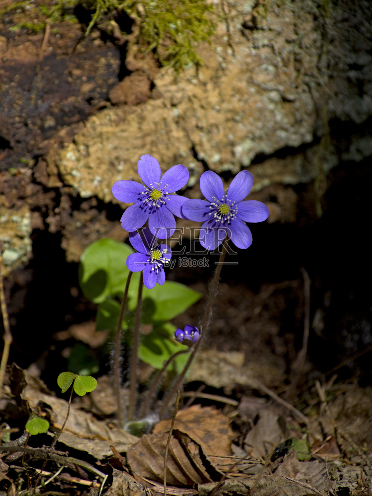 这是春天森林里盛开的苔类花朵的特写照片摄影图片