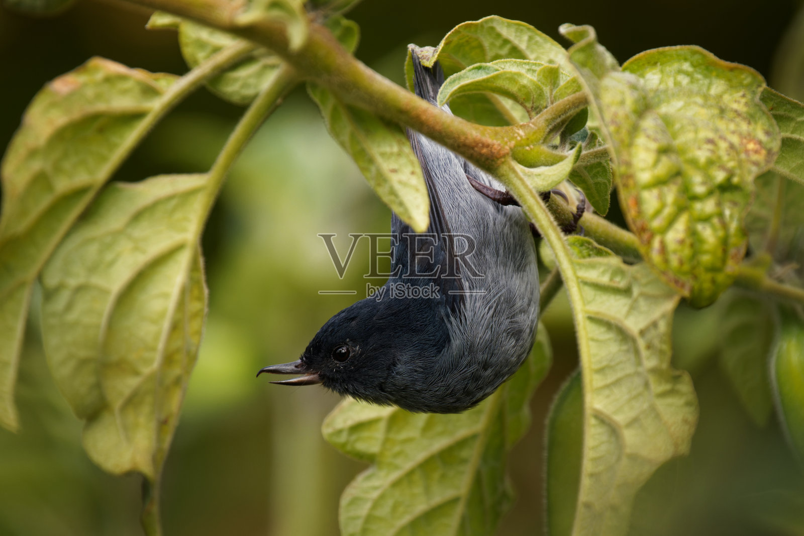 一种雀形目雀形目鸟，产于哥斯达黎加和巴拿马西部高地，在山地森林的树冠和边缘常见，喙上有钩，对花有钩。照片摄影图片