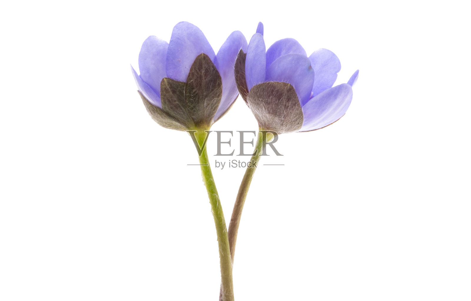 第一春花照片摄影图片