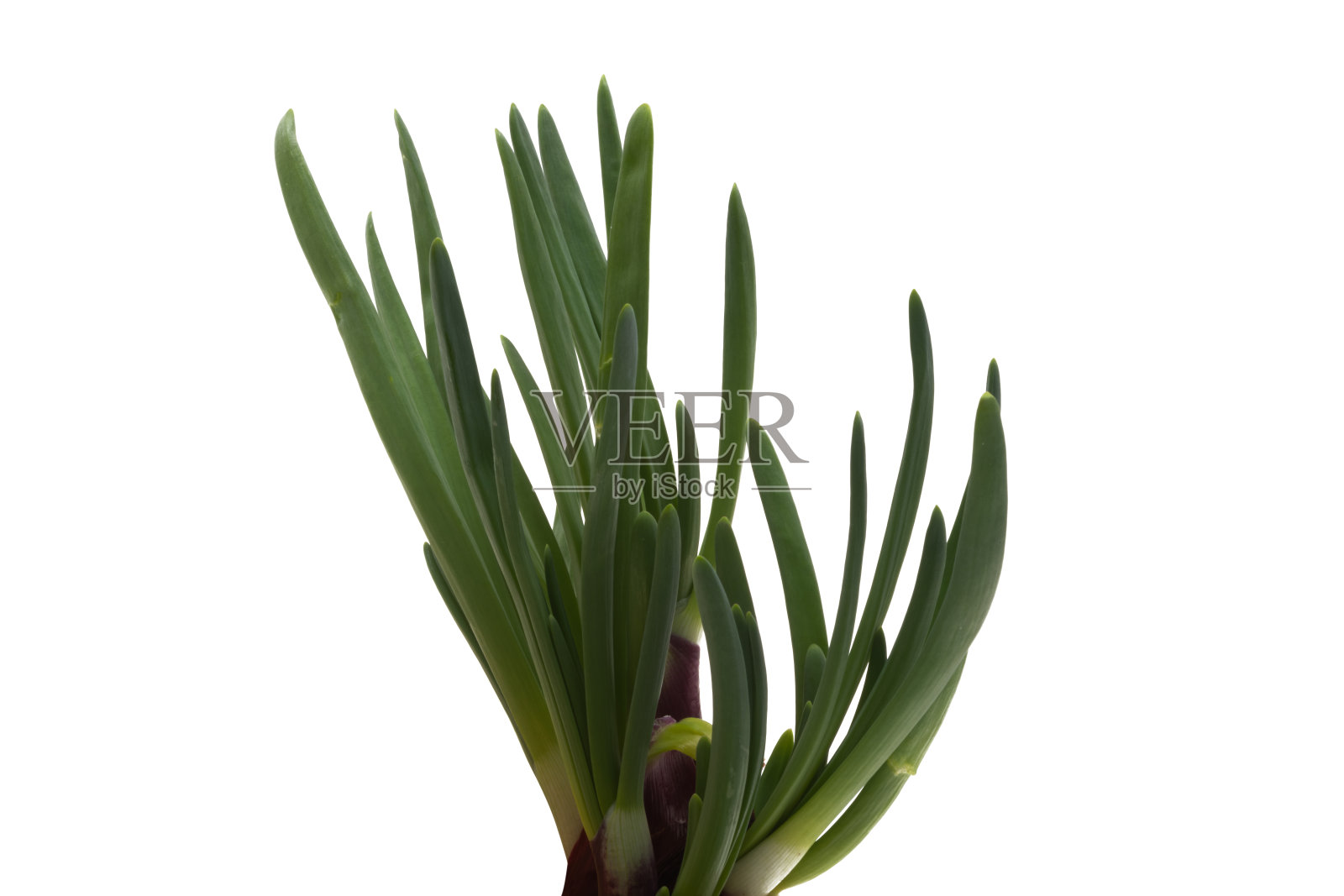 葱孤立照片摄影图片