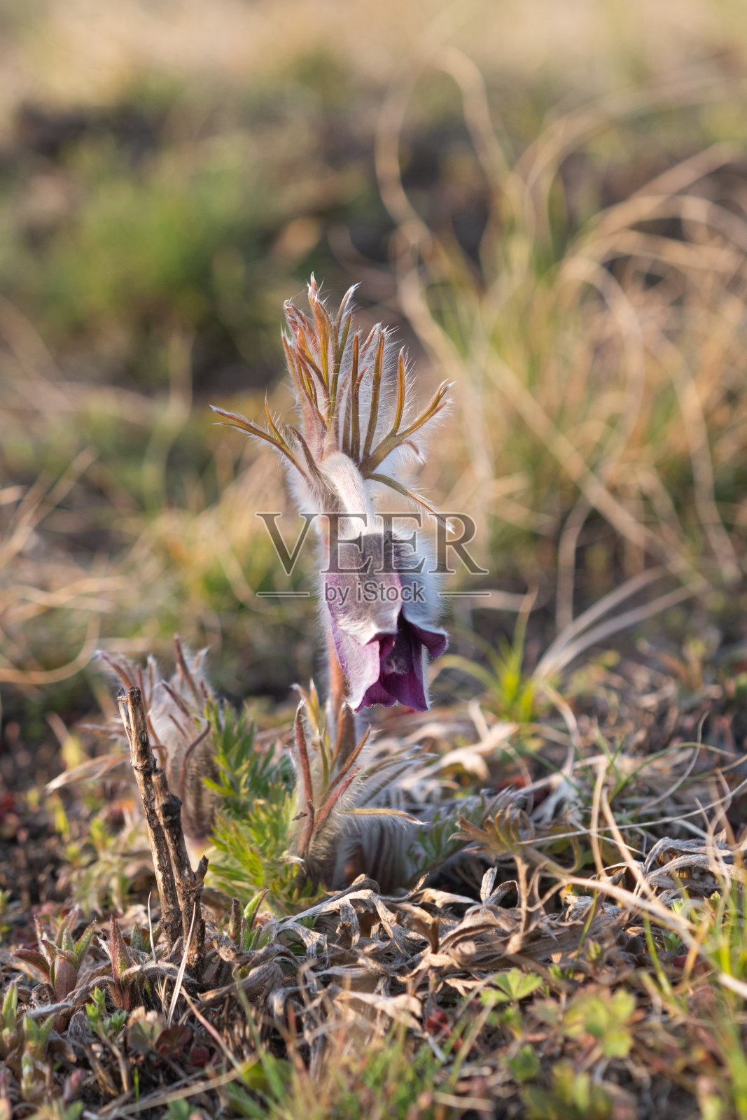 早春的草地上长着沉睡的草照片摄影图片