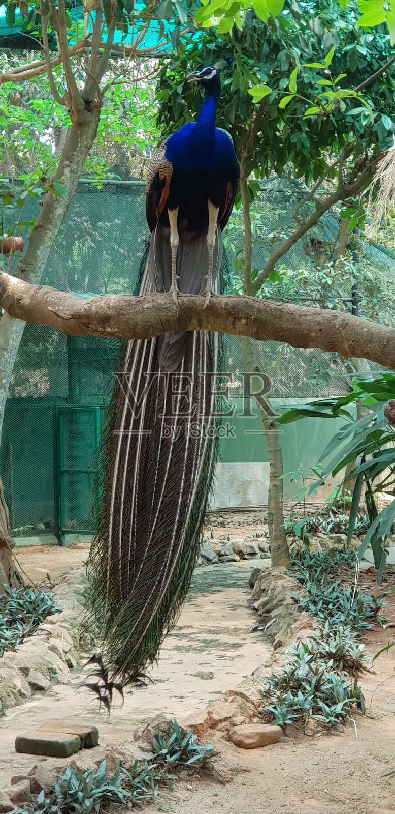 印度的孔雀照片摄影图片