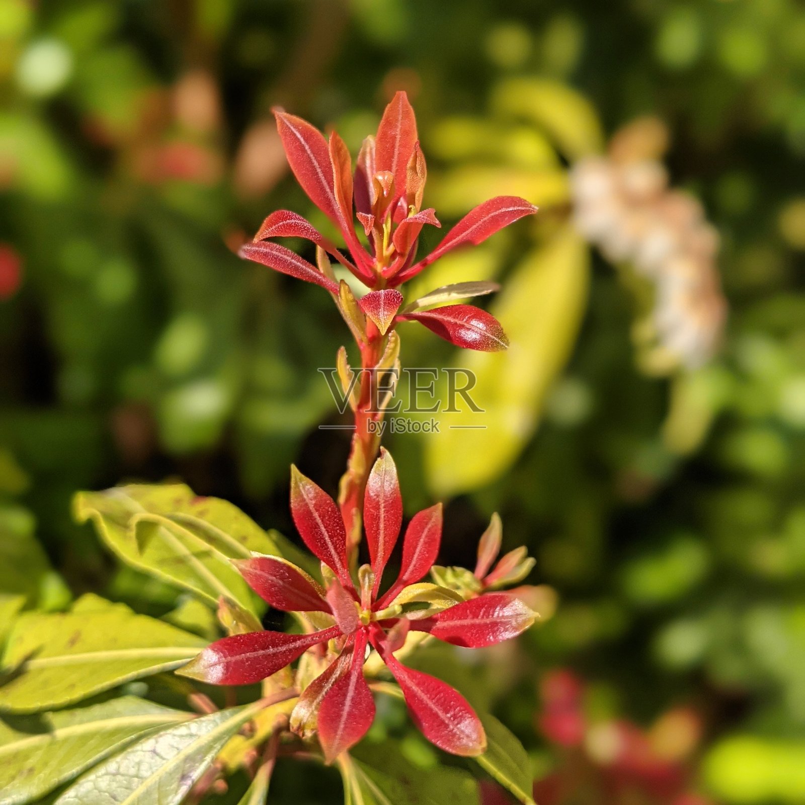 花园里的红花照片摄影图片