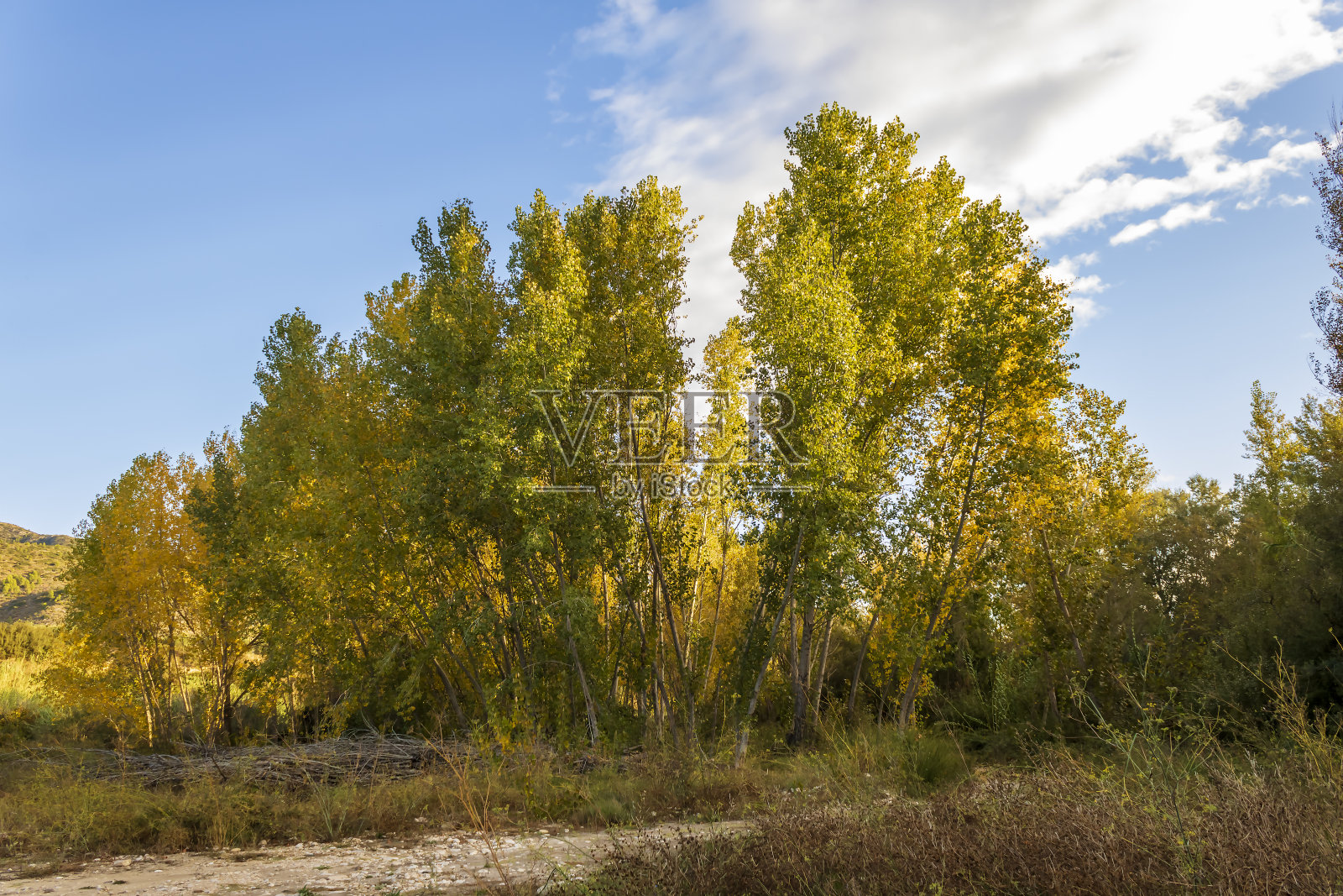 西班牙阿利坎特的秋天黄叶白杨林。照片摄影图片