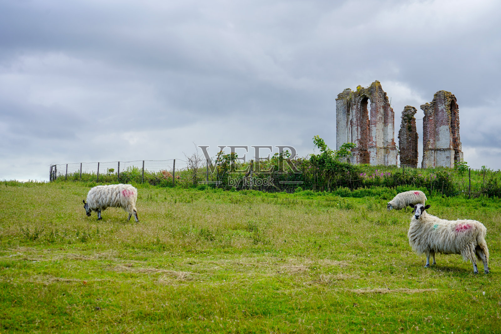 羊群在绿色的草地上照片摄影图片