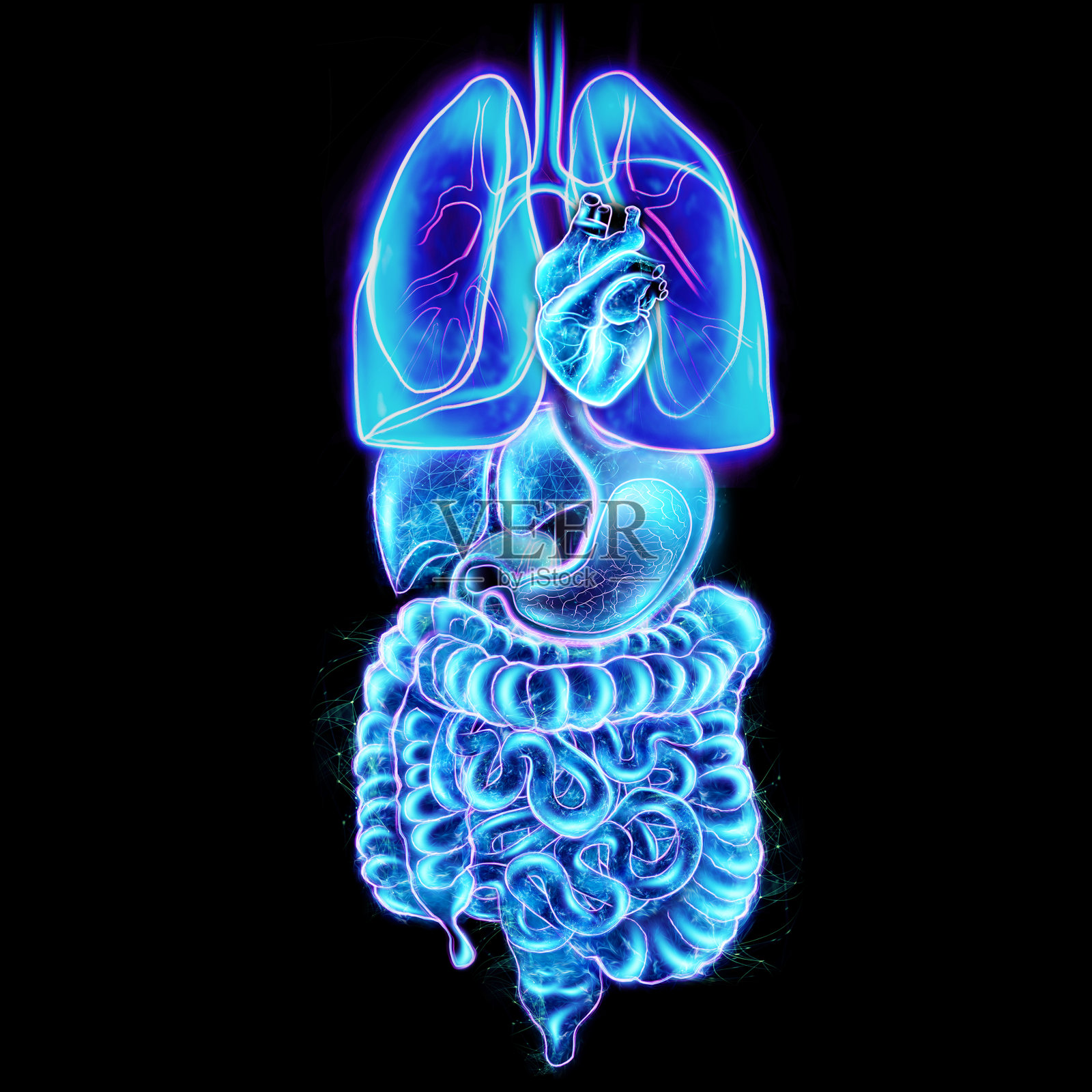 人体内脏扫描全息投影孤立在黑色背景上。现代医学的概念，数字x射线，新技术，人体解剖学。3D插图，3D渲染。照片摄影图片