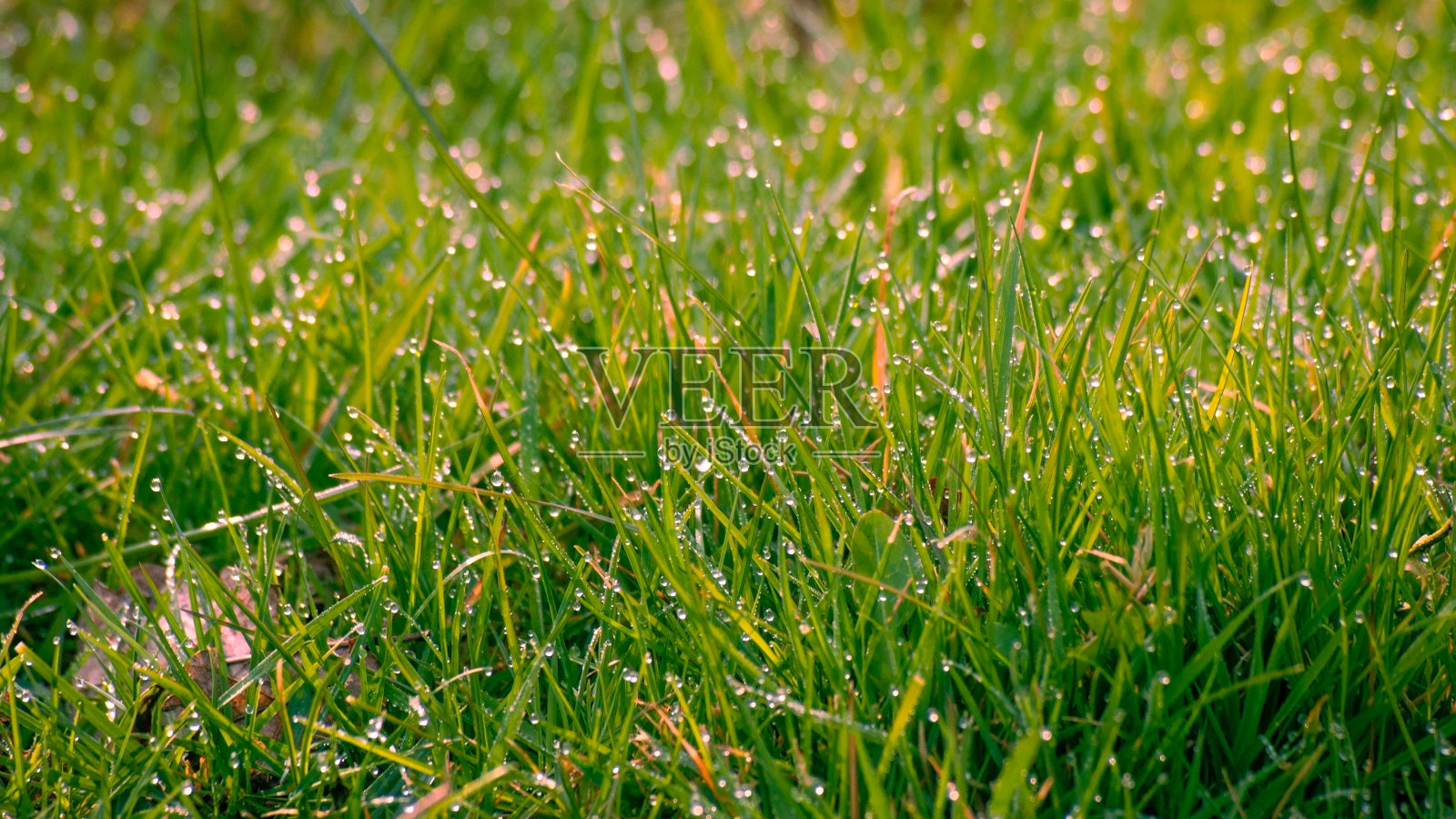清晨的露珠在草地上照片摄影图片