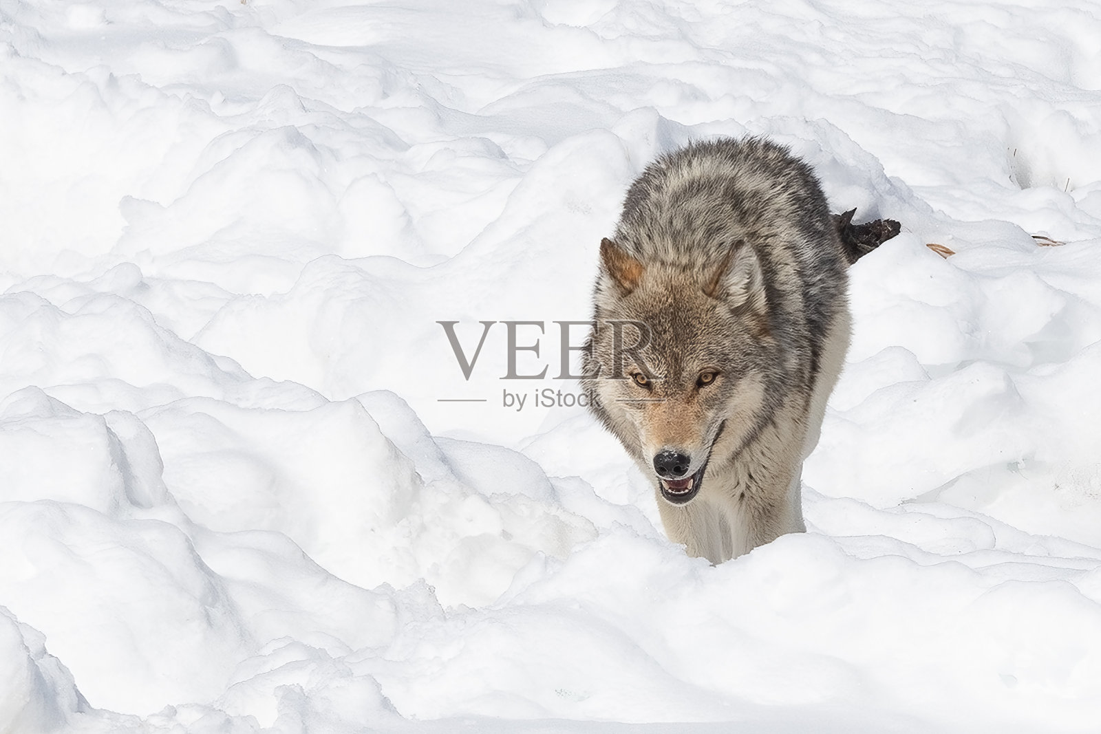 黄石国家公园里，强壮的大马皮提灰太狼正带着它们的犬犬走向摄像机照片摄影图片