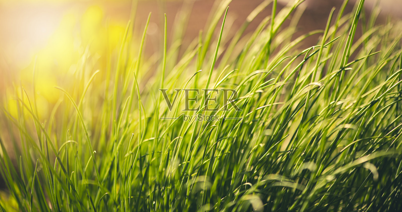 韭菜的微距拍摄照片摄影图片