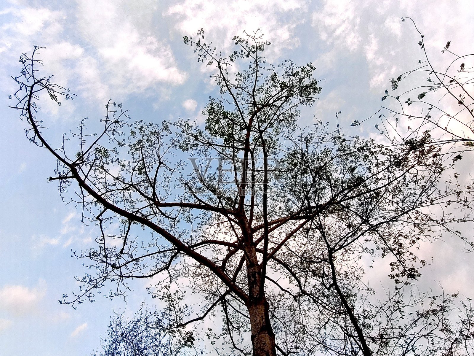 树枝与树叶对天空照片摄影图片