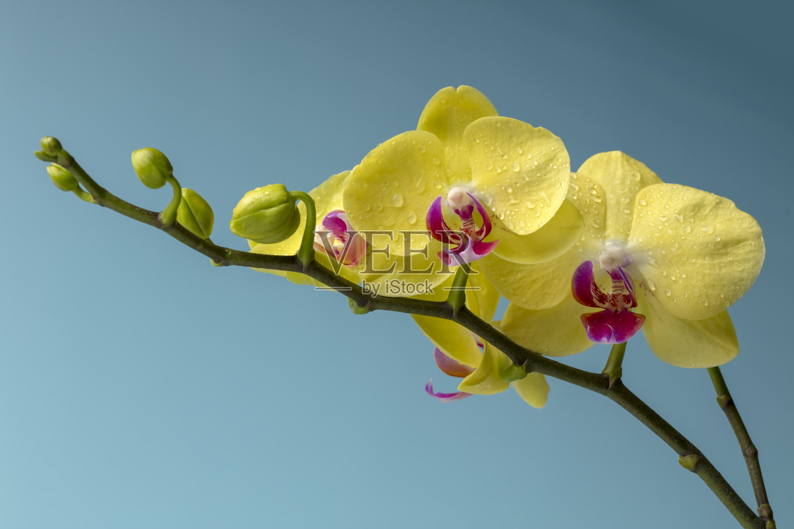 黄兰花带露珠照片摄影图片