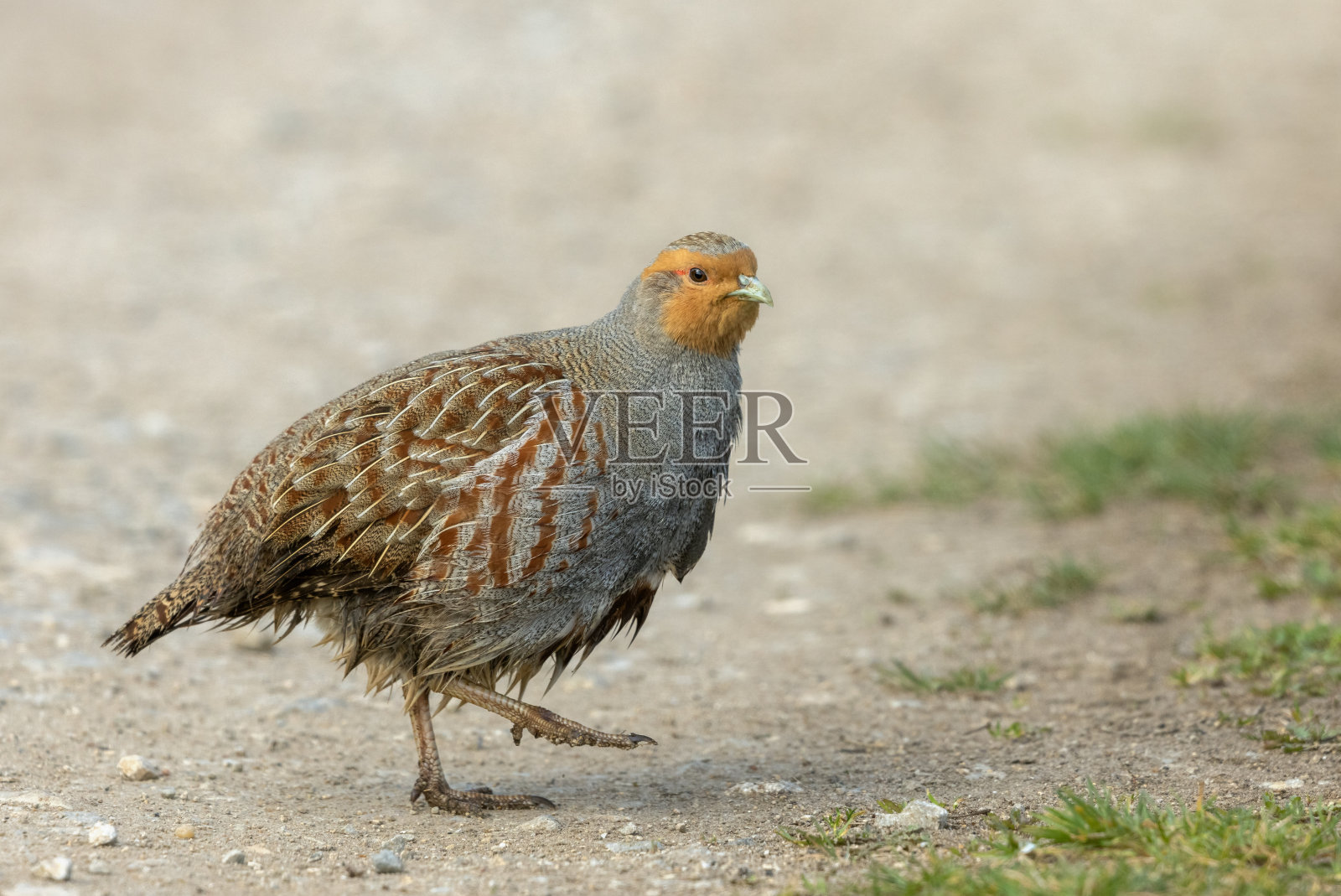 男性灰色鹧鸪照片摄影图片