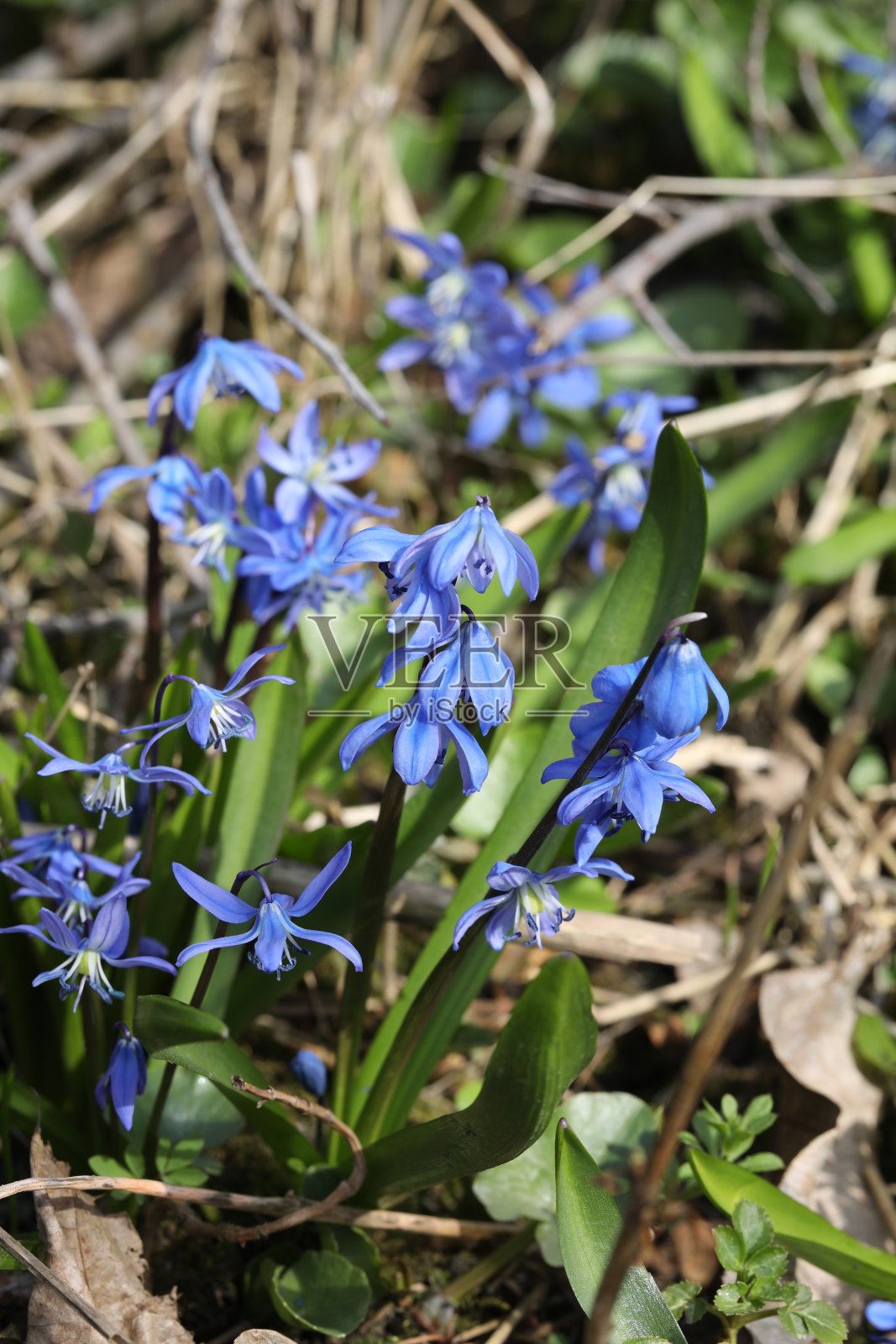 斯库拉bifolia花照片摄影图片