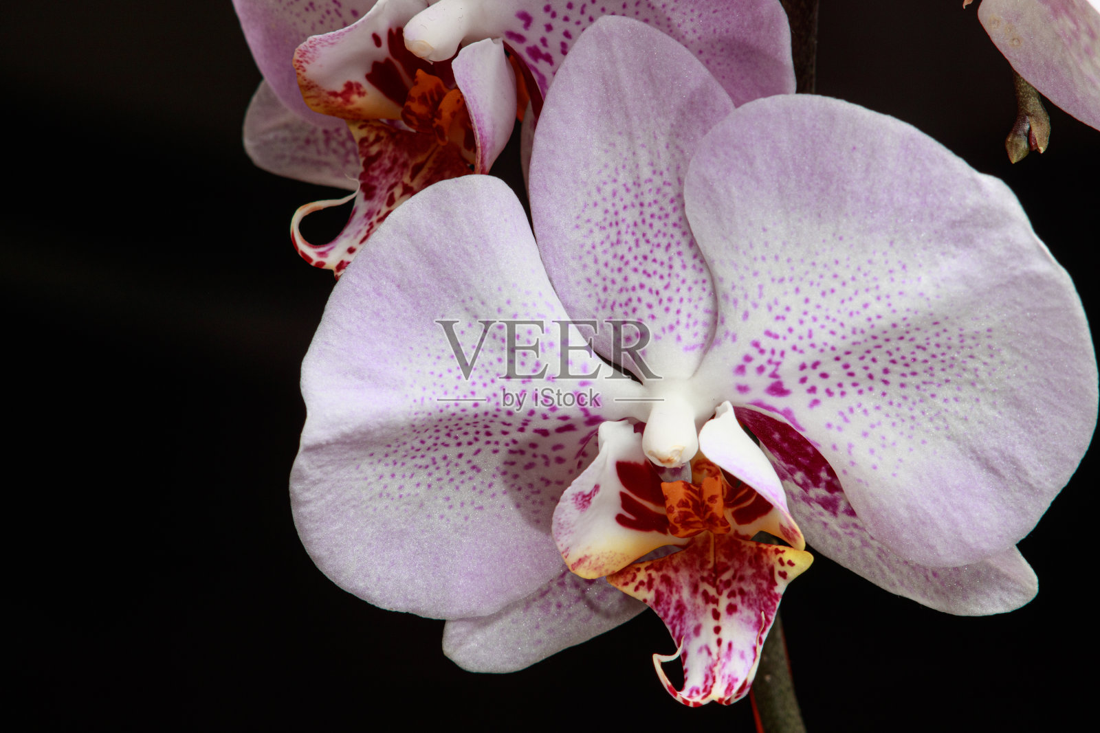 花瓣上有精致的淡紫色图案的粉红色兰花-一个花的特写微距。为贺卡、日历黑色背景复制空格文字照片摄影图片