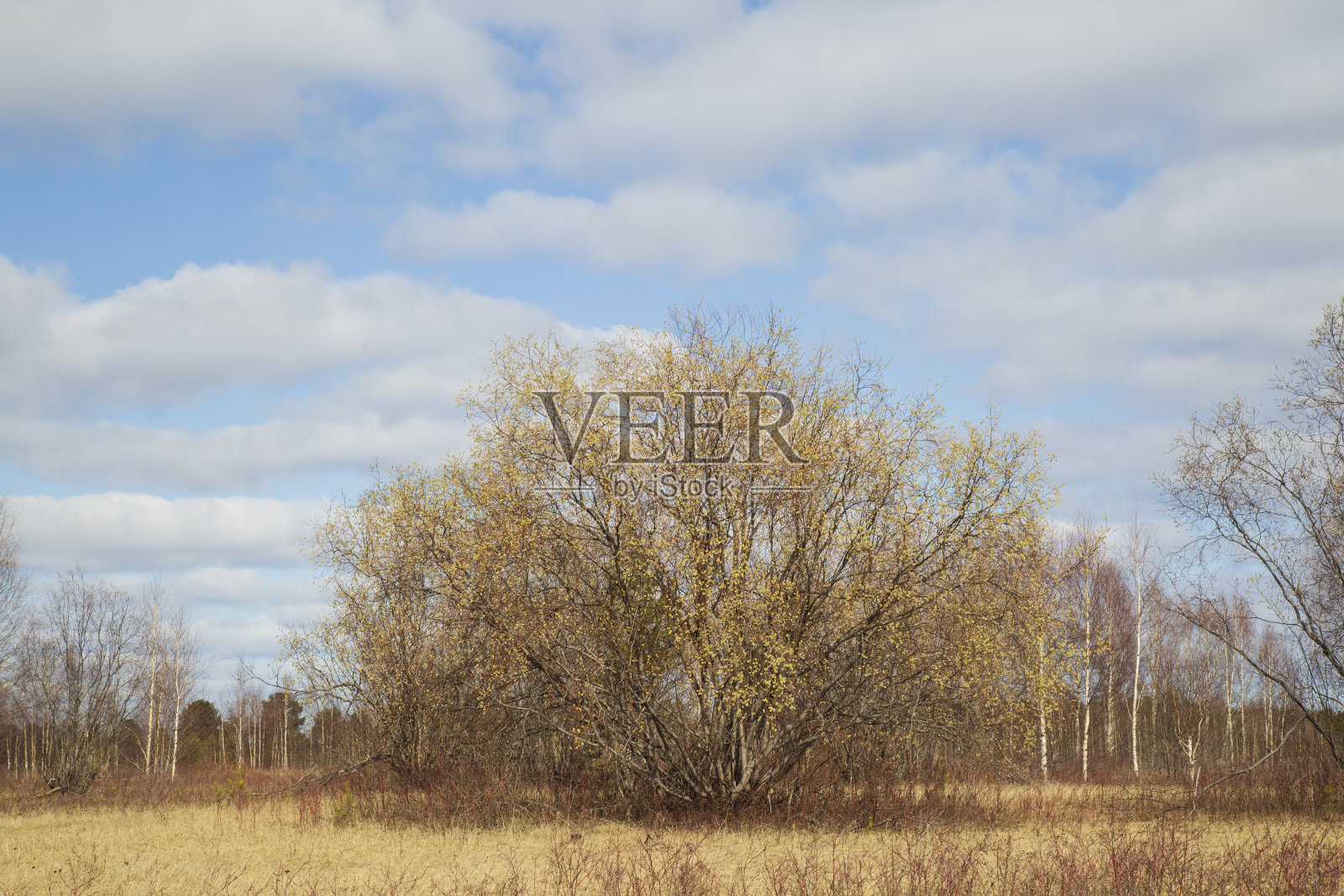 春天，柳树在有湖的田野里盛开照片摄影图片