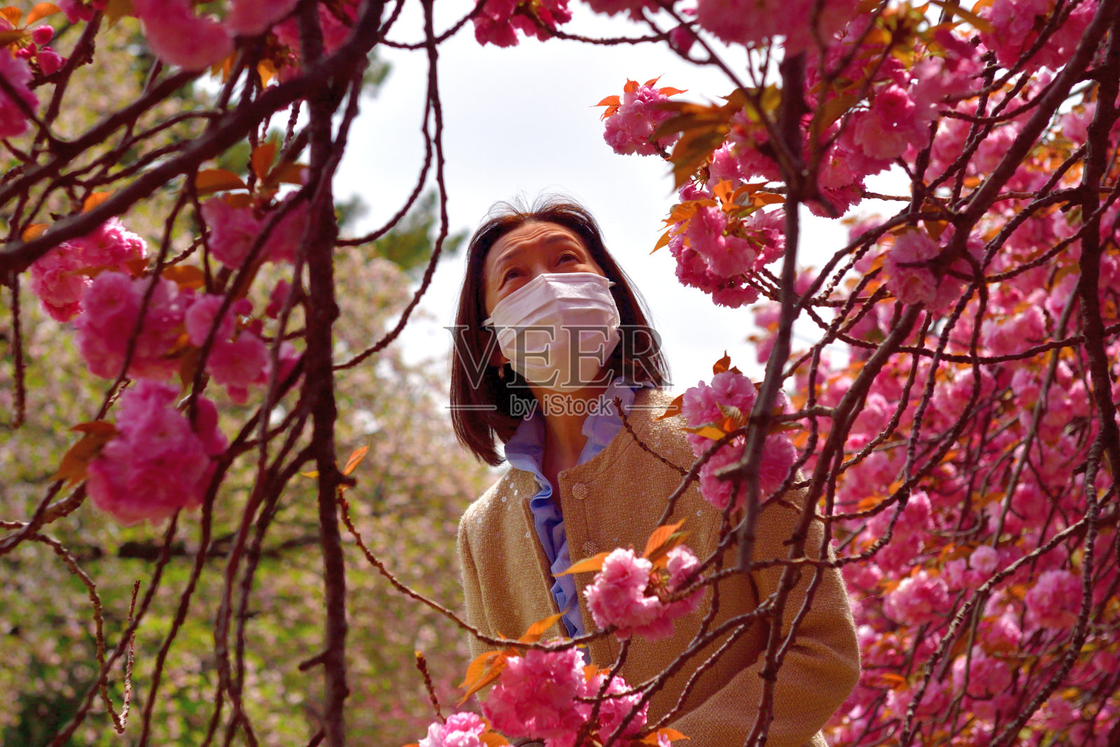 日本女人在东京的公园里欣赏重瓣樱花照片摄影图片