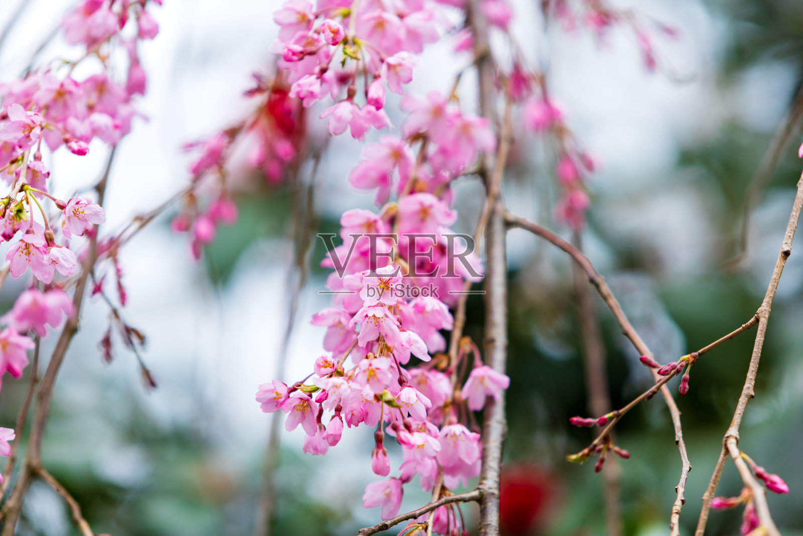 樱花在日本，樱花，角馆照片摄影图片