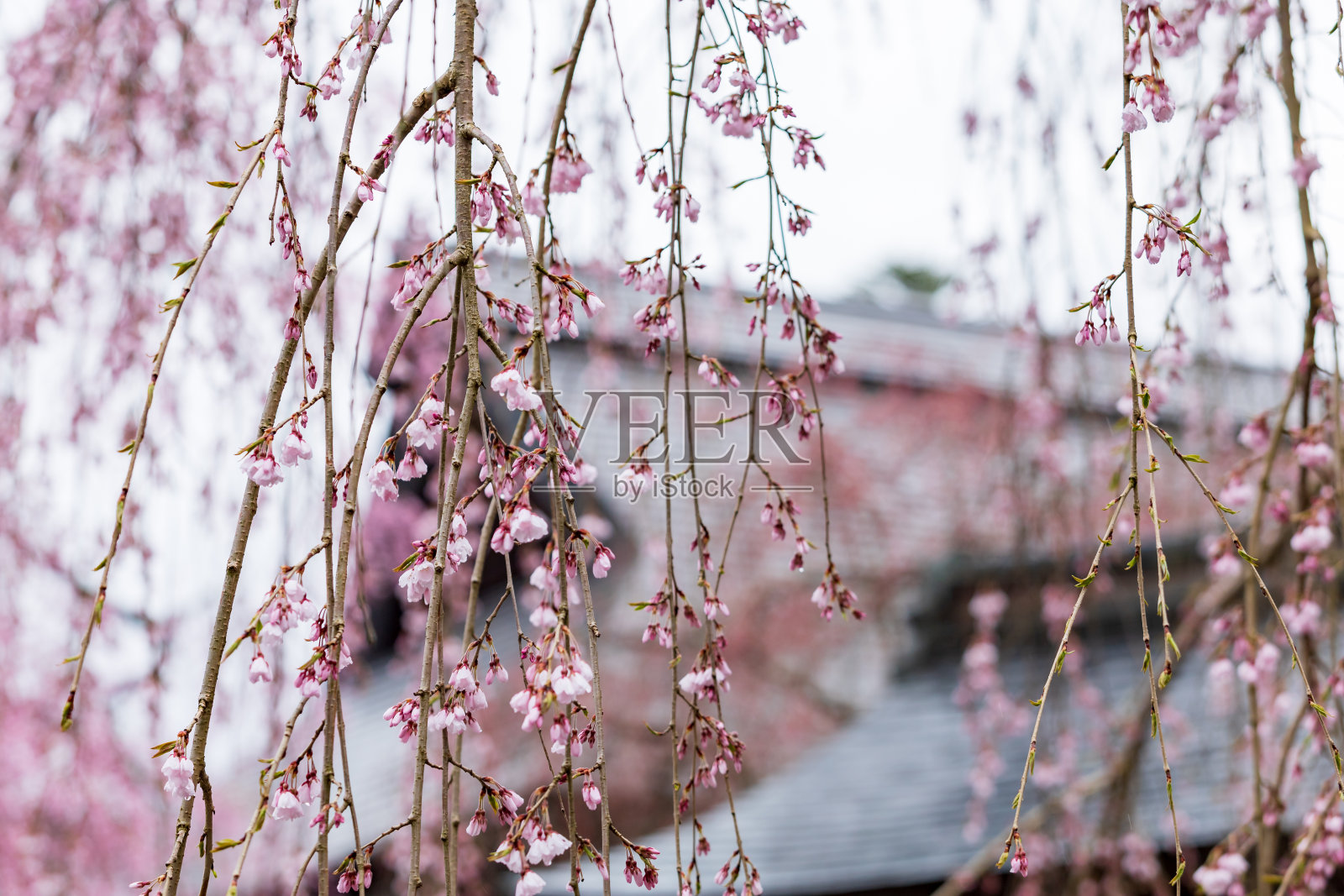 樱花在日本，樱花，角馆照片摄影图片