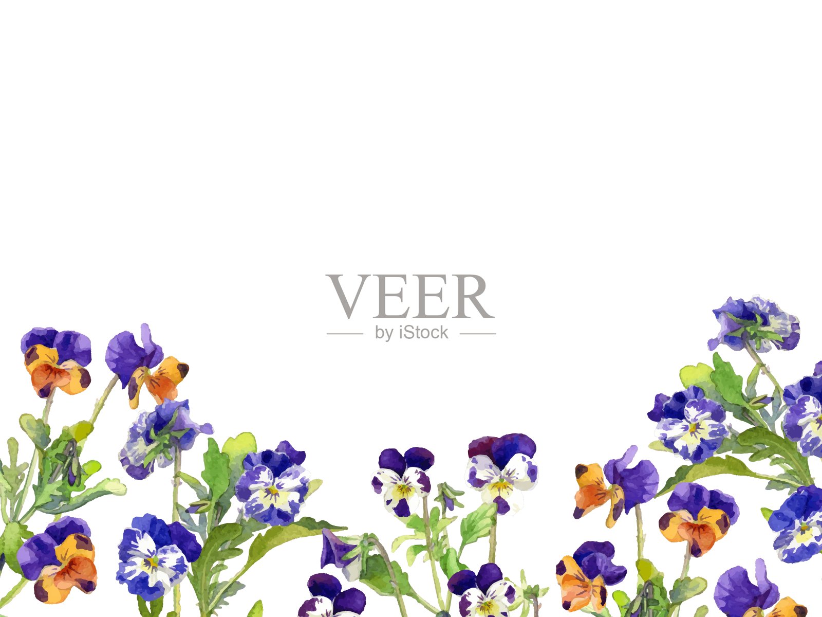 三色堇的背景设计图像插画图片素材