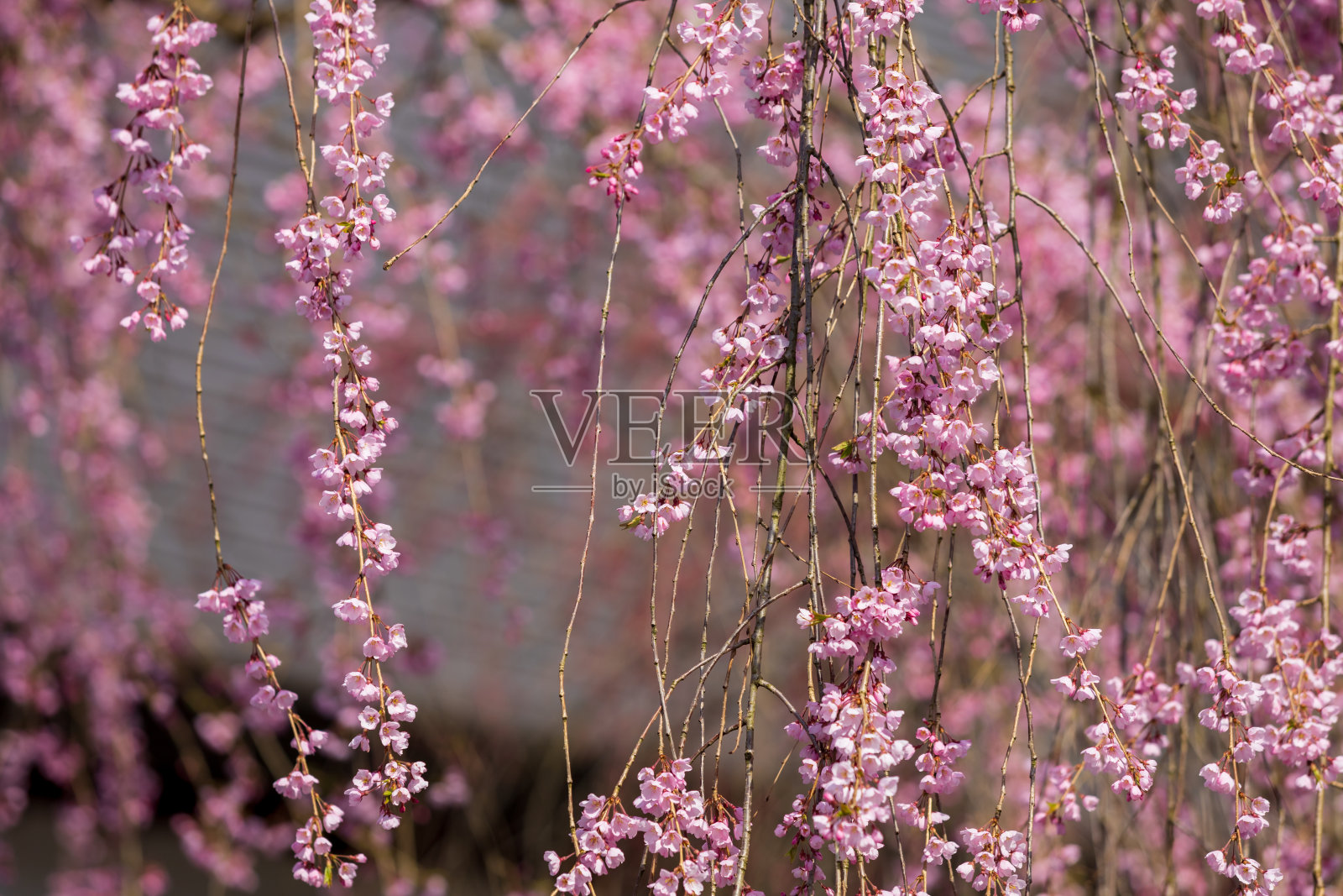 樱花在日本，樱花，角馆照片摄影图片