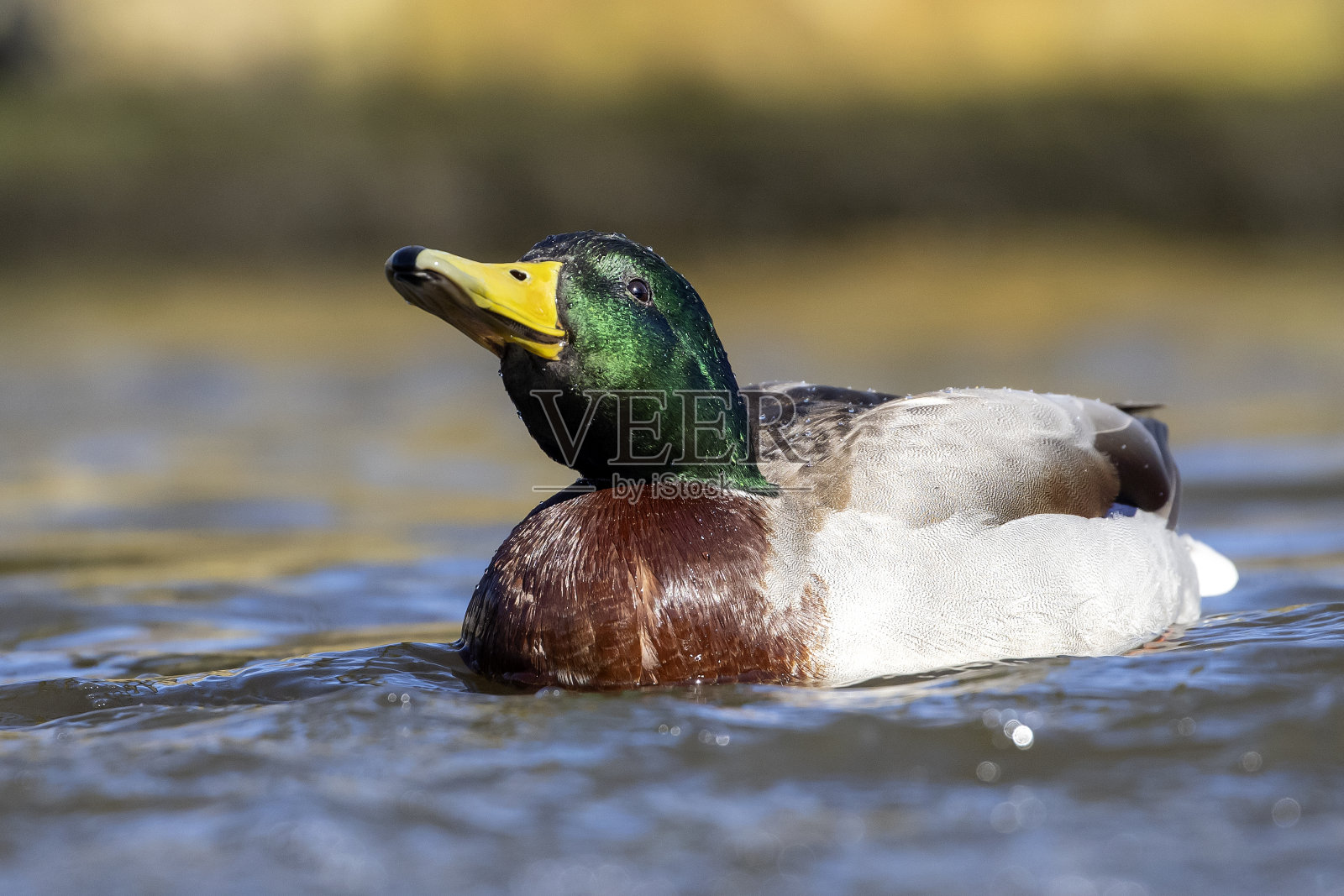 雄性绿头鸭照片摄影图片