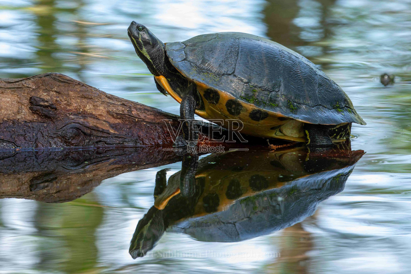 黄色腹部滑块日光浴照片摄影图片
