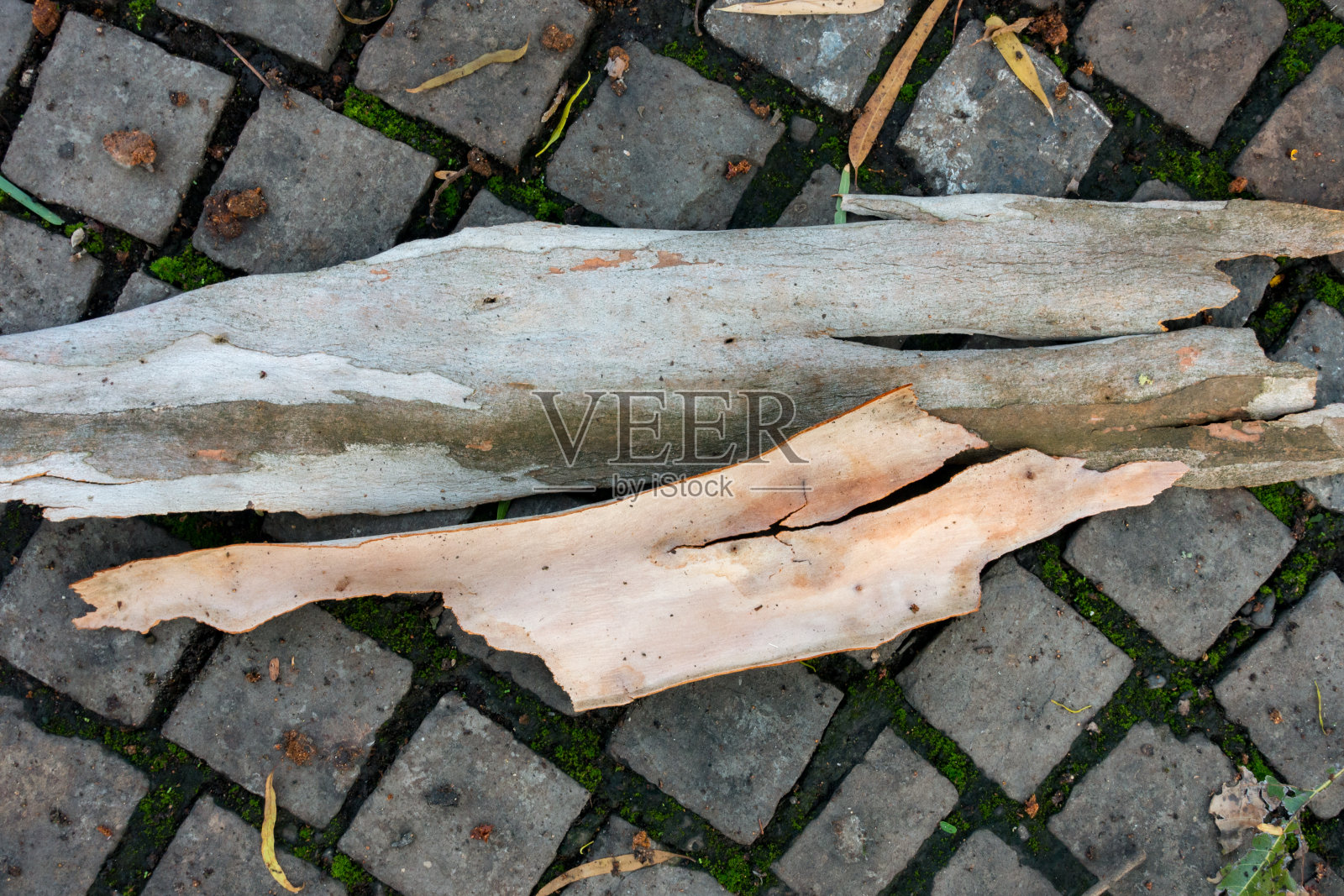 桉树树皮的特写镜头。所有的桉树每年都会加一层树皮，最外面的一层会死掉。在大约一半的物种中，死树皮脱落，露出新的一层新鲜的生命。照片摄影图片