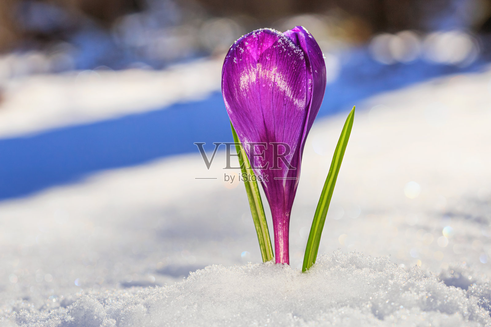 早春，盛开的紫色藏红花从雪下开出照片摄影图片