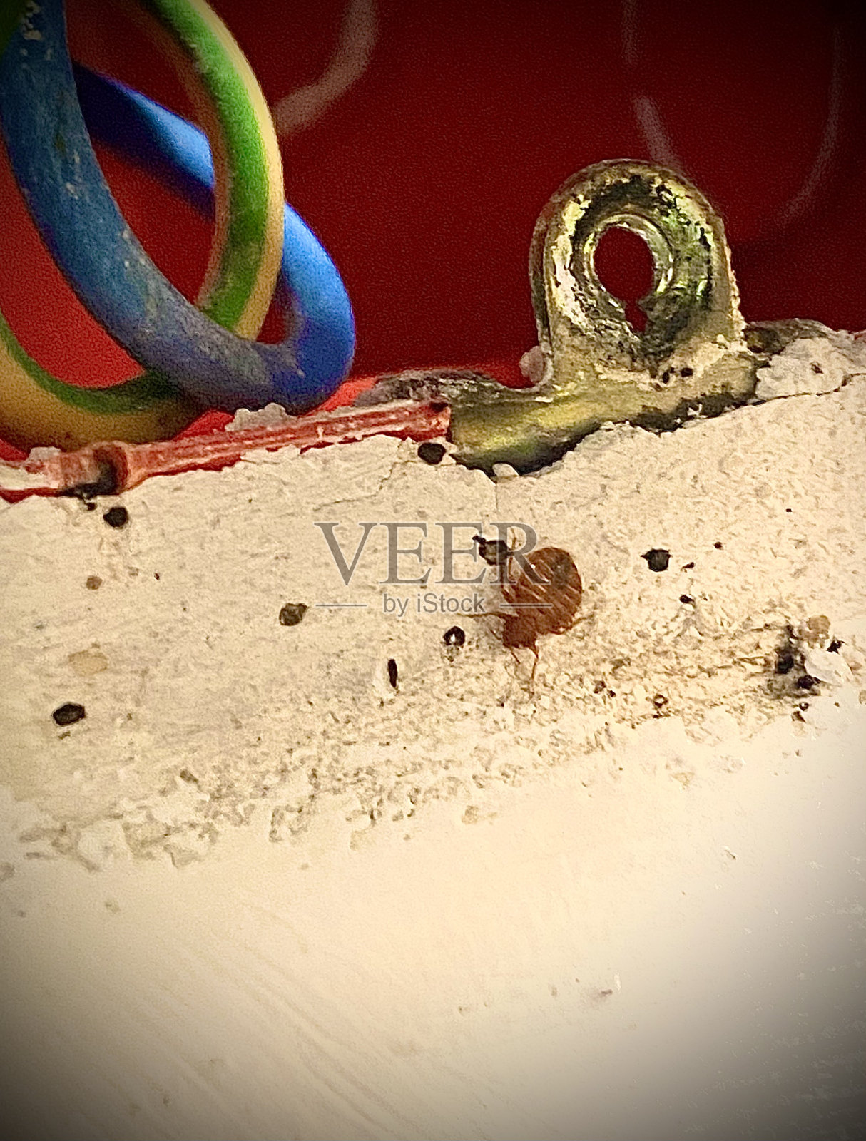 臭虫出没的。照片摄影图片