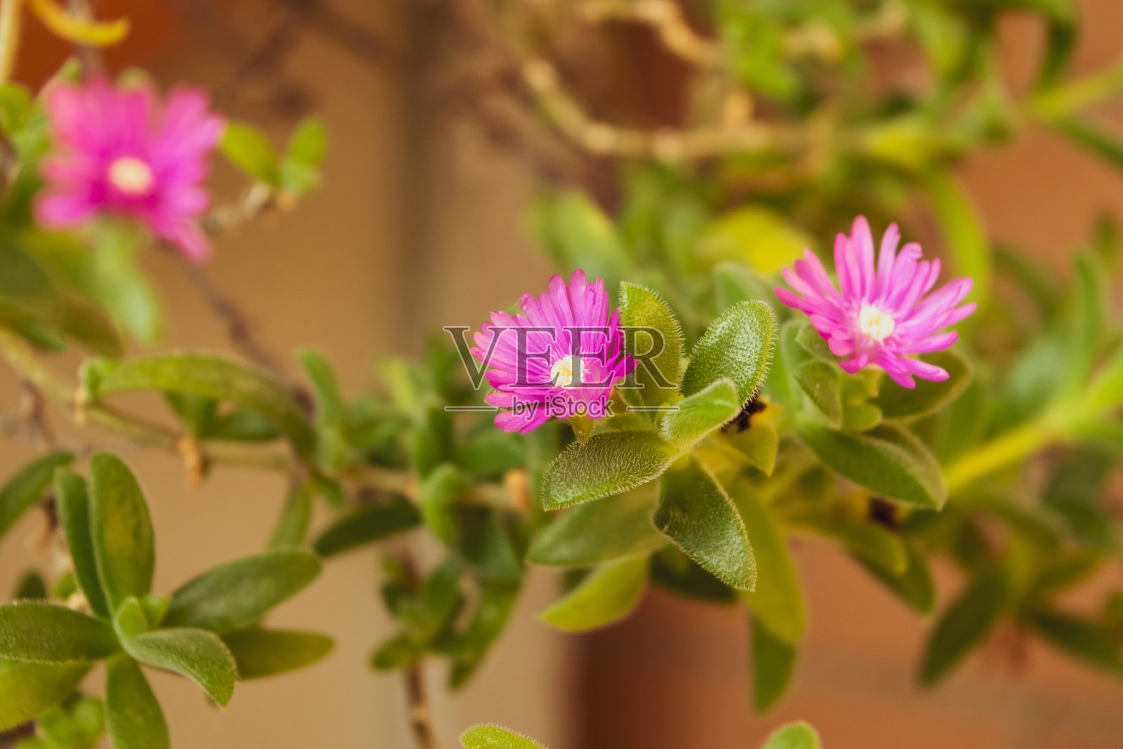 近距离观察凤梨属植物照片摄影图片