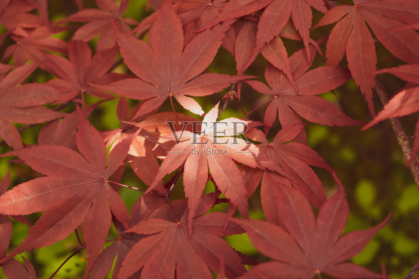 特写的日本棕榈枫与其独特的红色叶子照片摄影图片