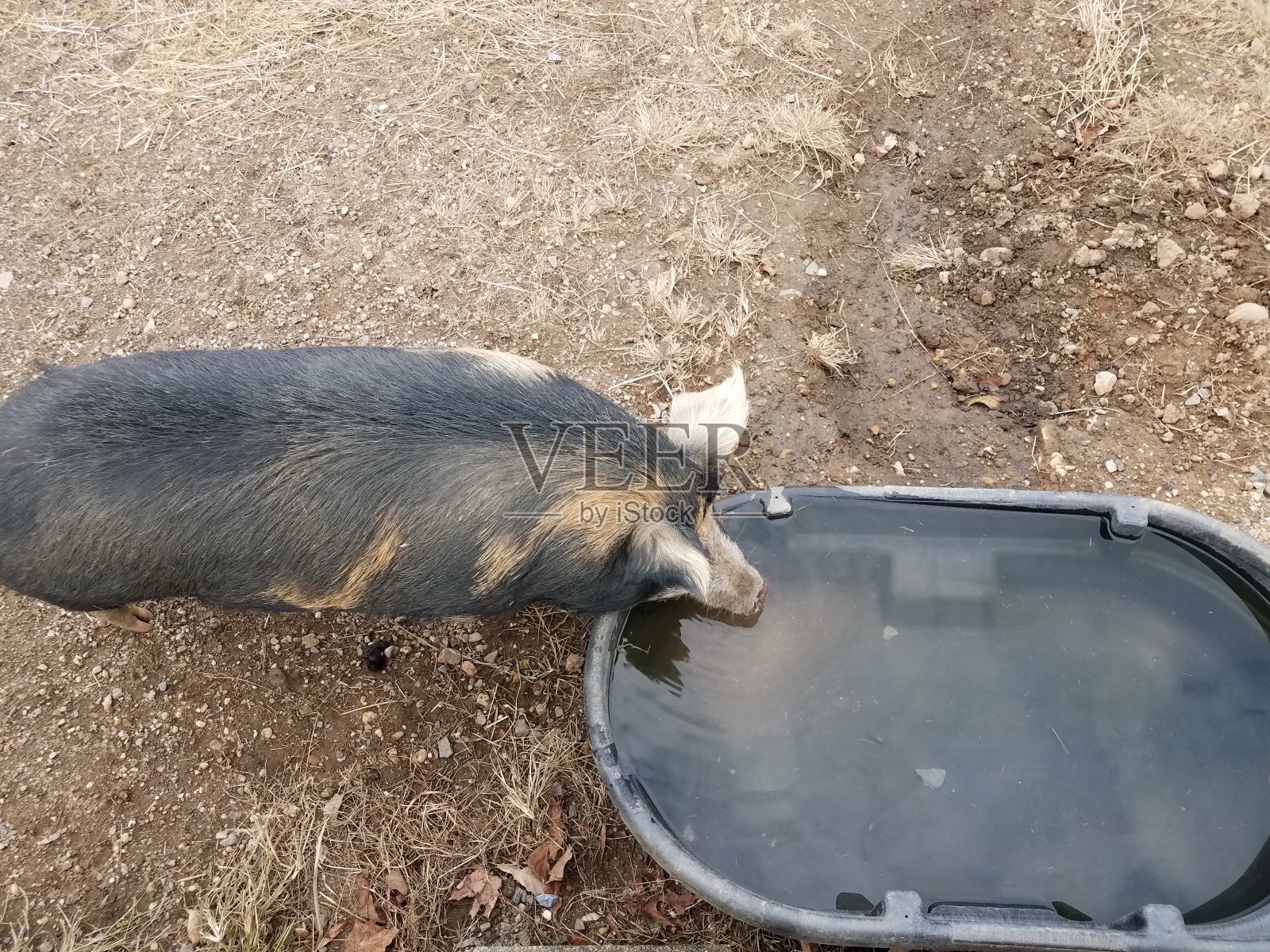 黑猪从装有泥的水槽或水槽中饮水照片摄影图片