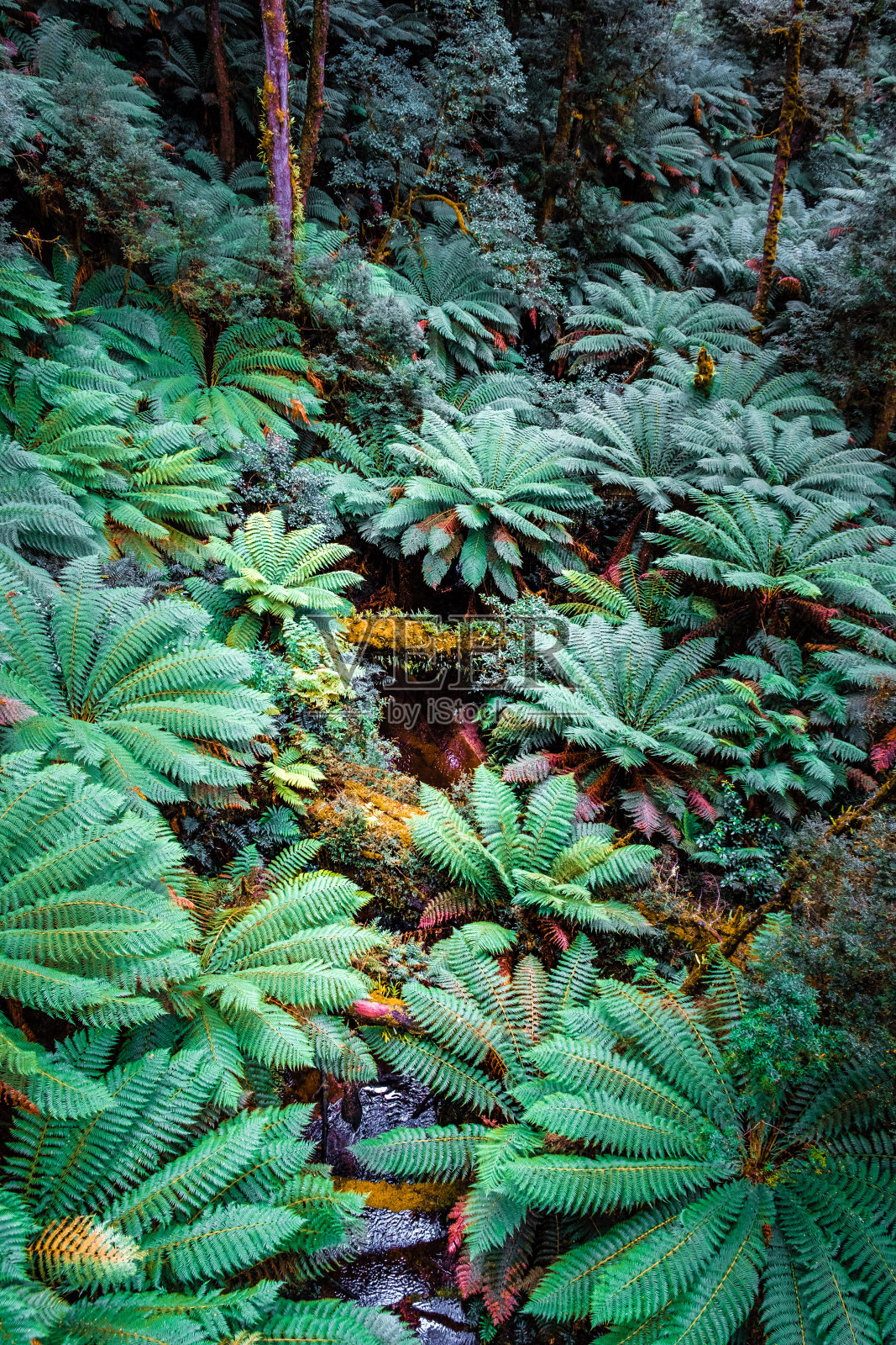 小溪流过茂密的绿色雨林与美丽的蕨类在澳大利亚照片摄影图片